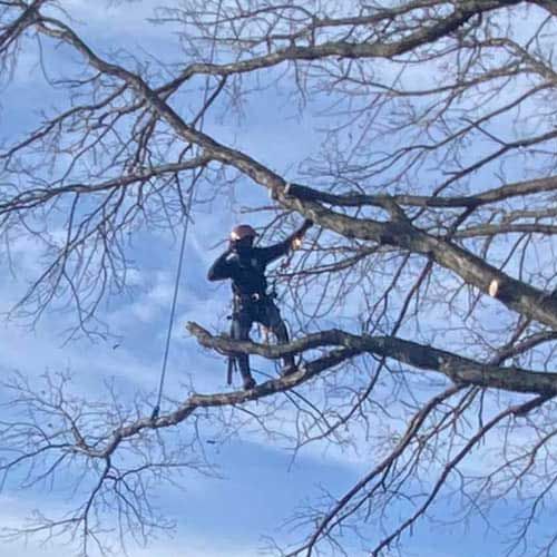 A Man Is Standing on Top of A Tree Branch | Collegeville, PA | Triple A Tree Service PA