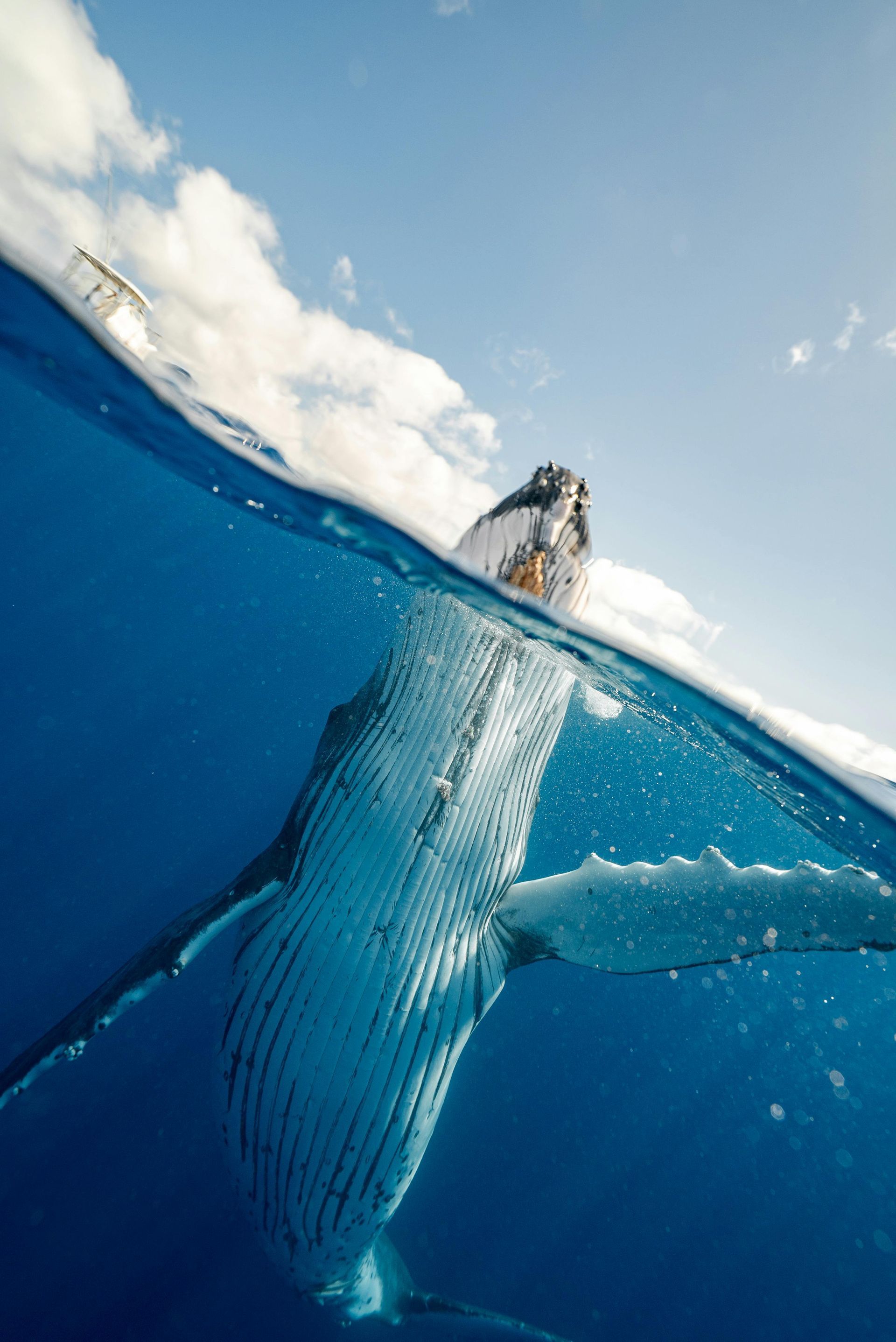 A large cryptocurrency whale icon, symbolizing an investor holding massive amounts 