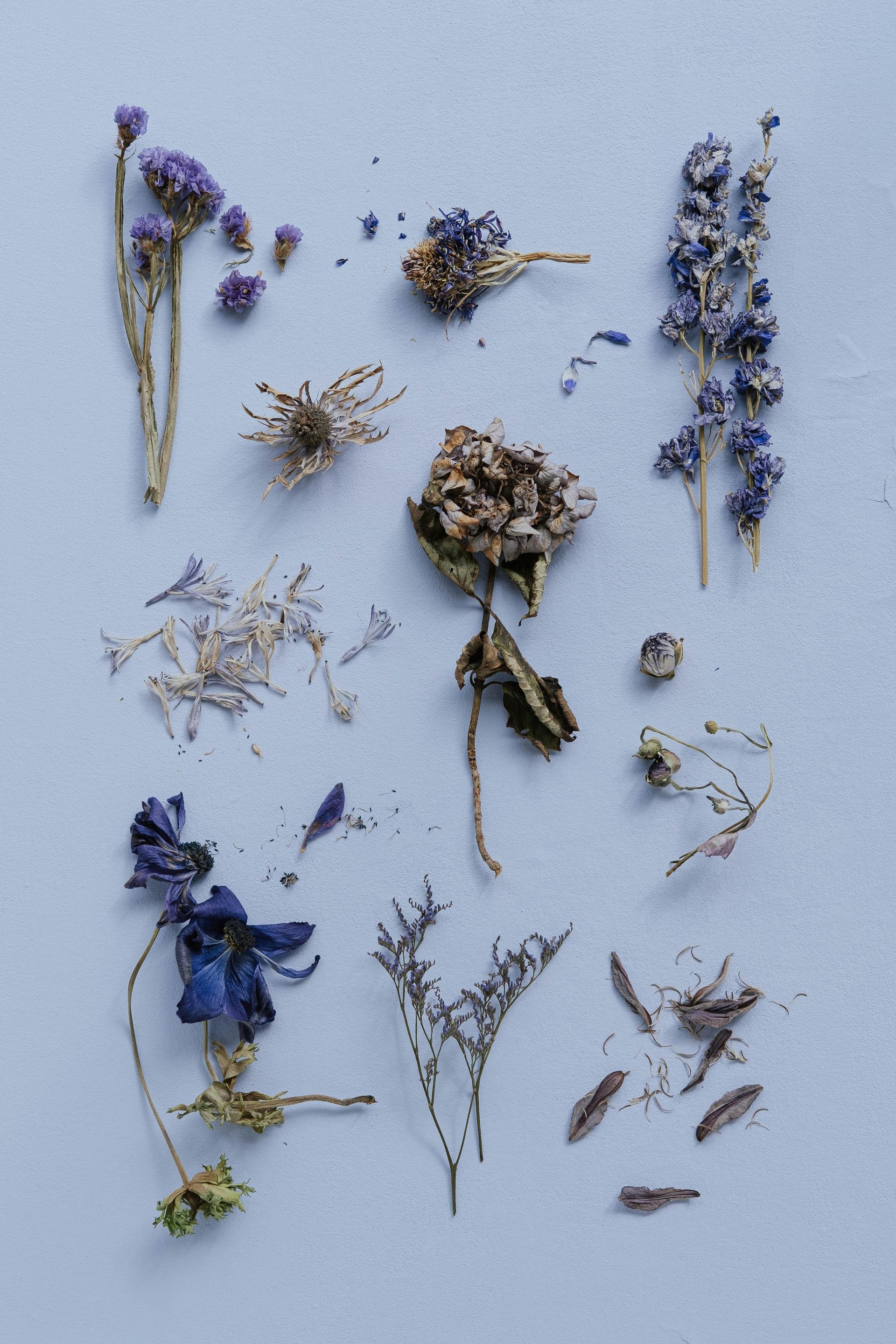 An aesthetic shot showing different parts of lilac-hued dried flowers. 