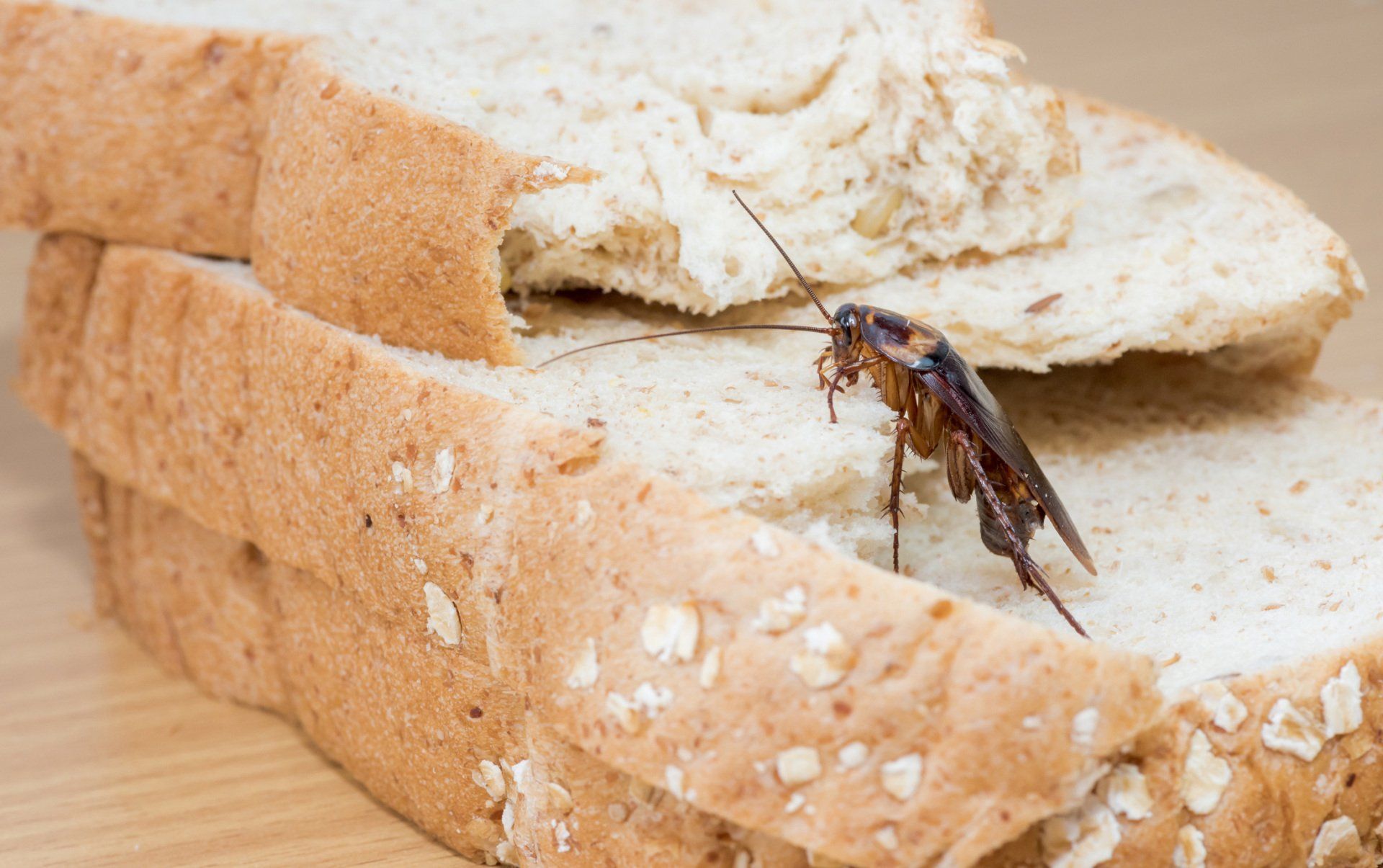 Cockroach on a Whole Bread — Lake Butler, FL — Santa Fe Pest Control Inc.