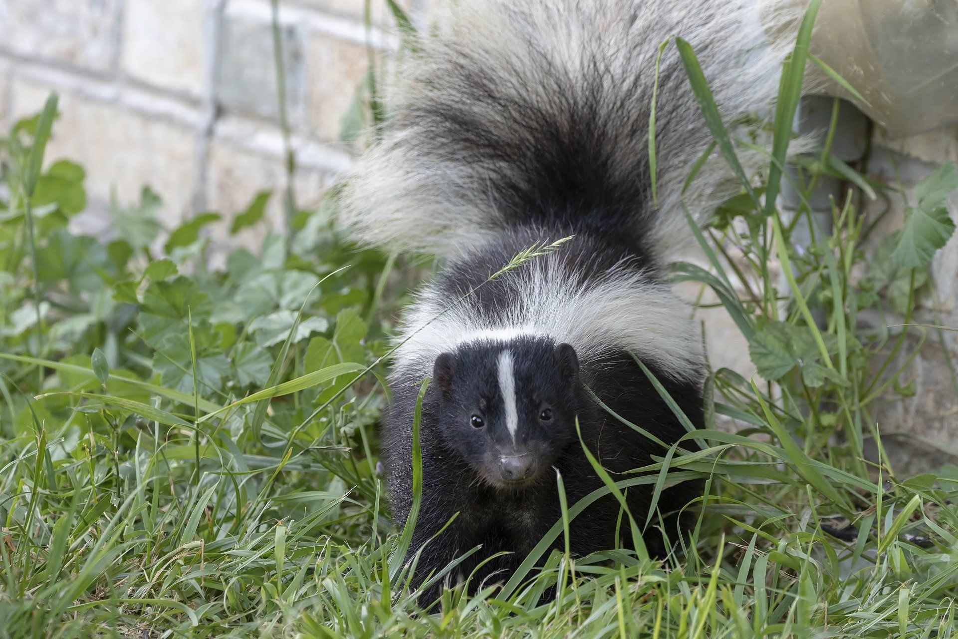 Skunk on Log — Lake Butler, FL — Santa Fe Pest Control Inc.