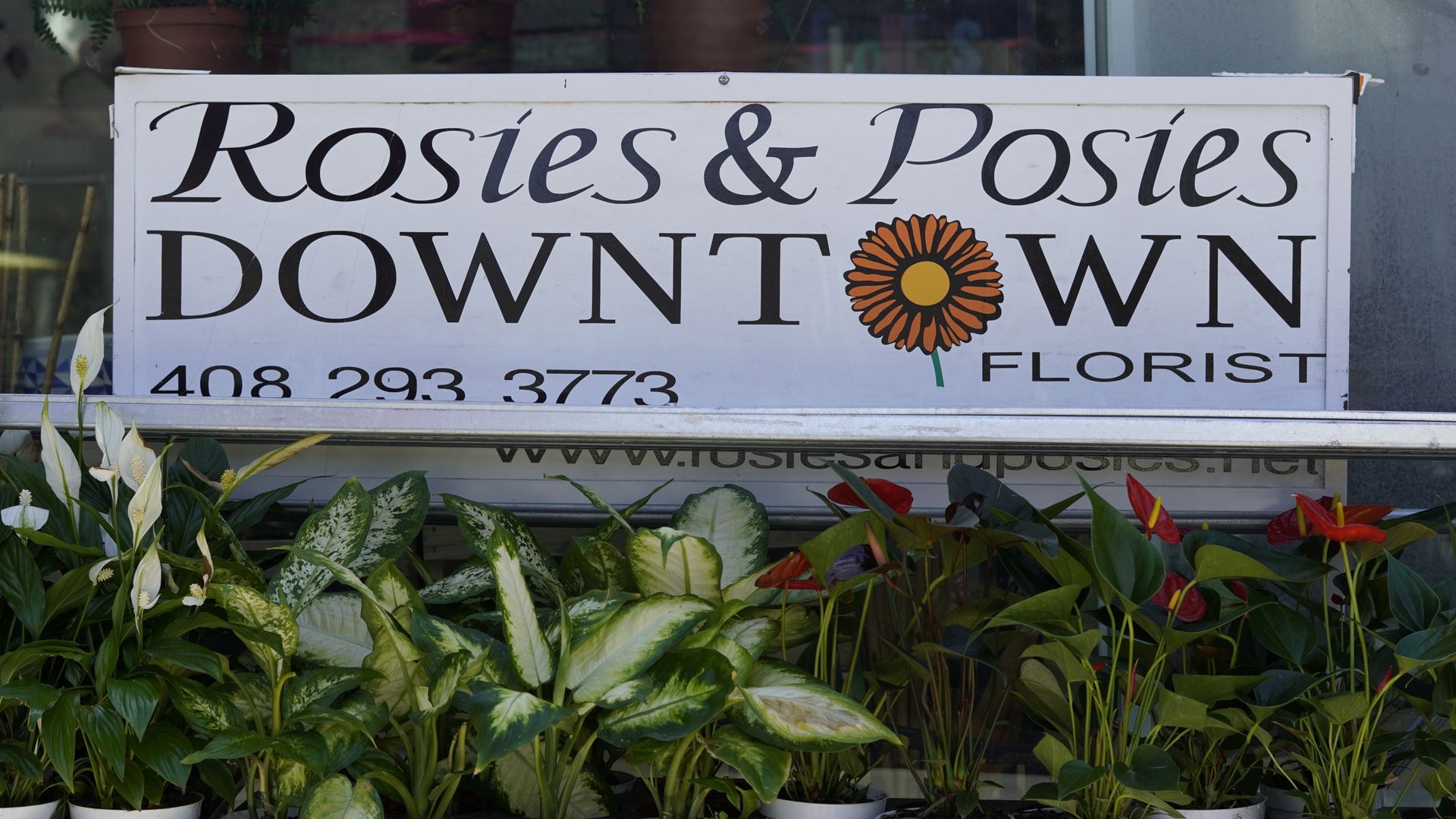 downtown flowers hop