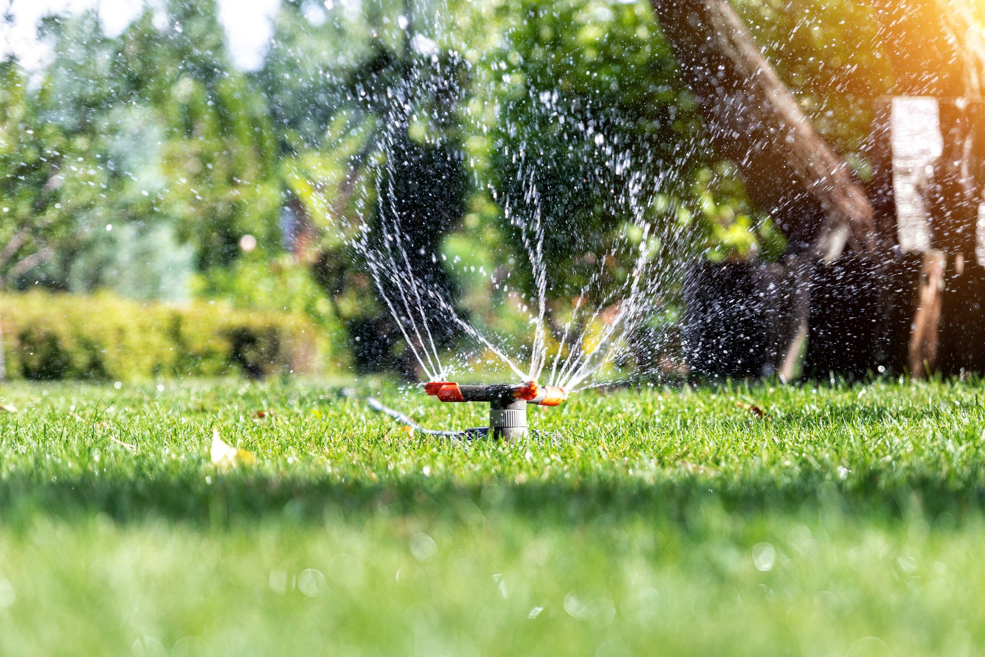 A lawn sprinkler is spraying water on a lush green lawn.