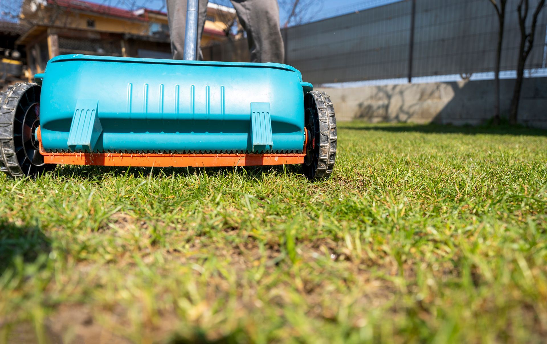 A person is spreading fertilizer on a lush green lawn.