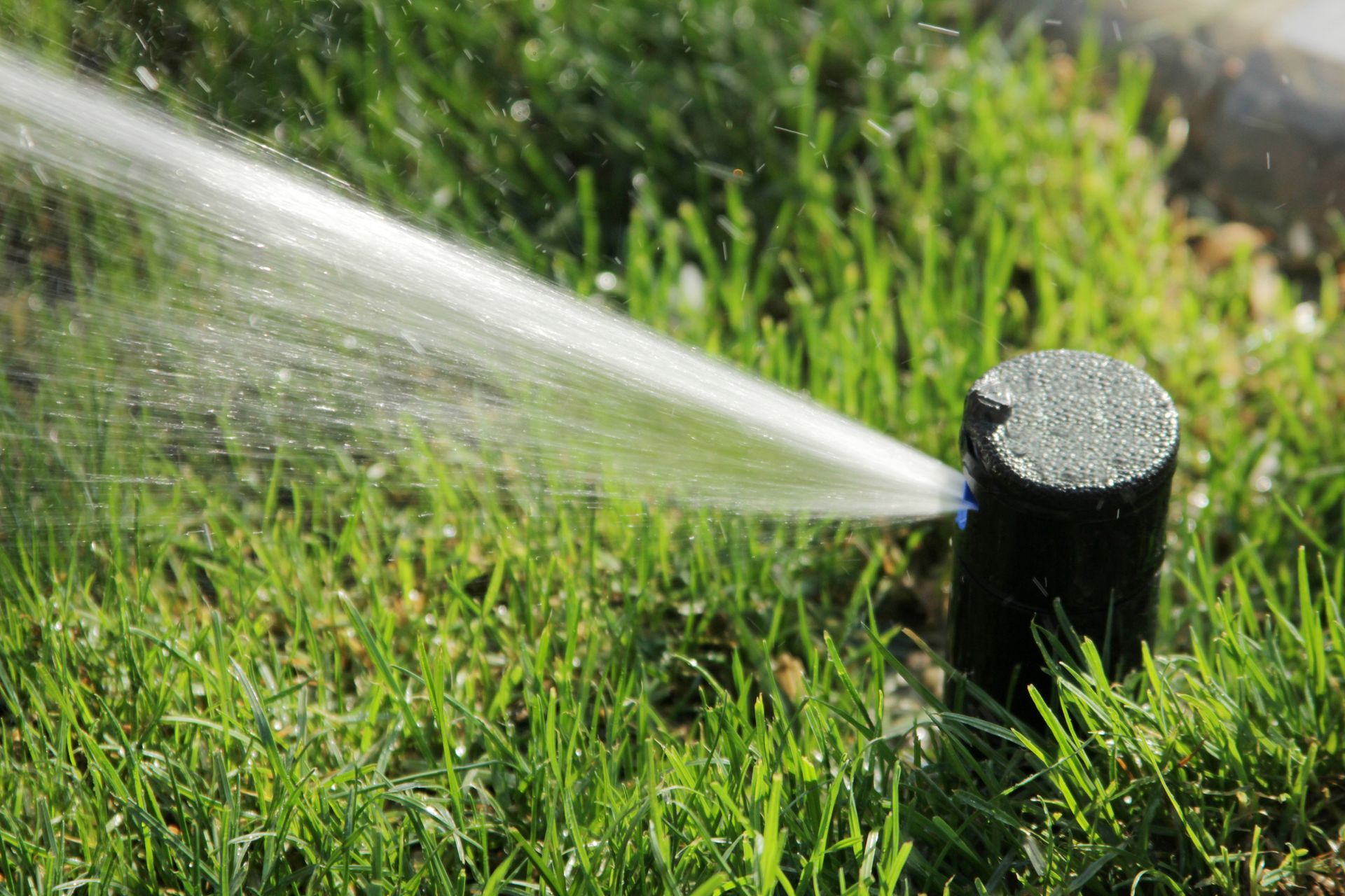 A sprinkler is spraying water on a lush green lawn.