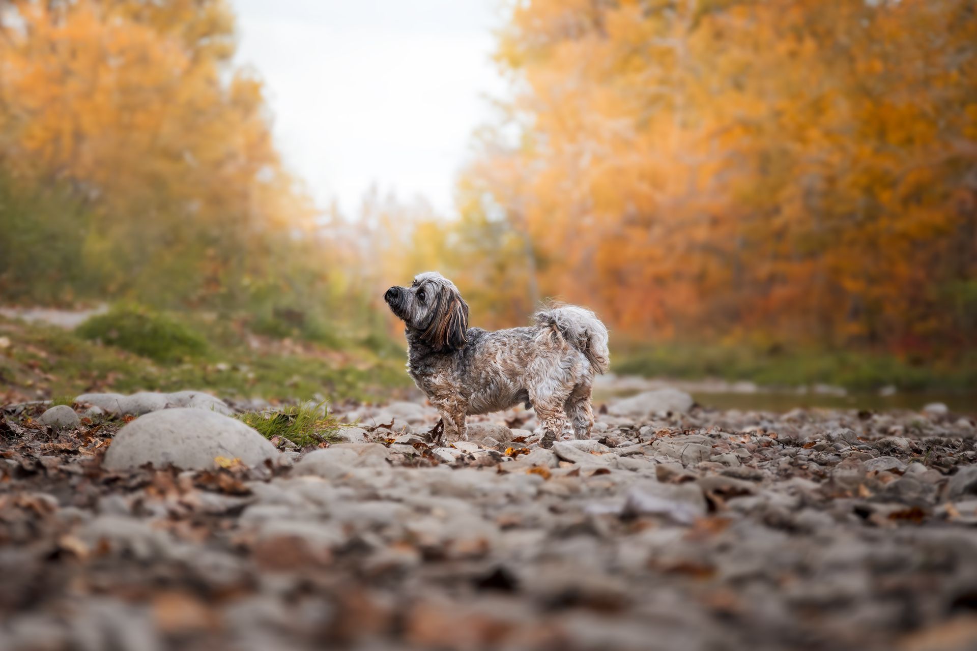Dog photographer near me, Calgary dog photographer, Calgary dog photos, Alberta dog photographer