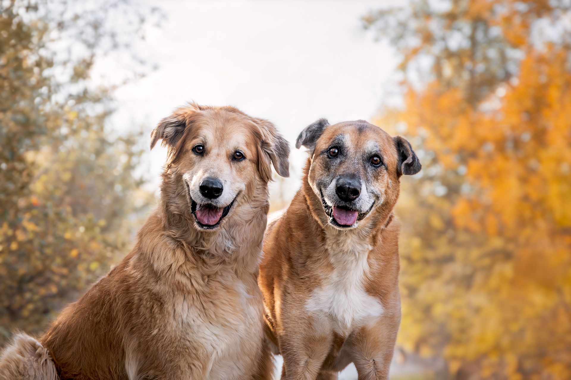 Dog photographer Calgary