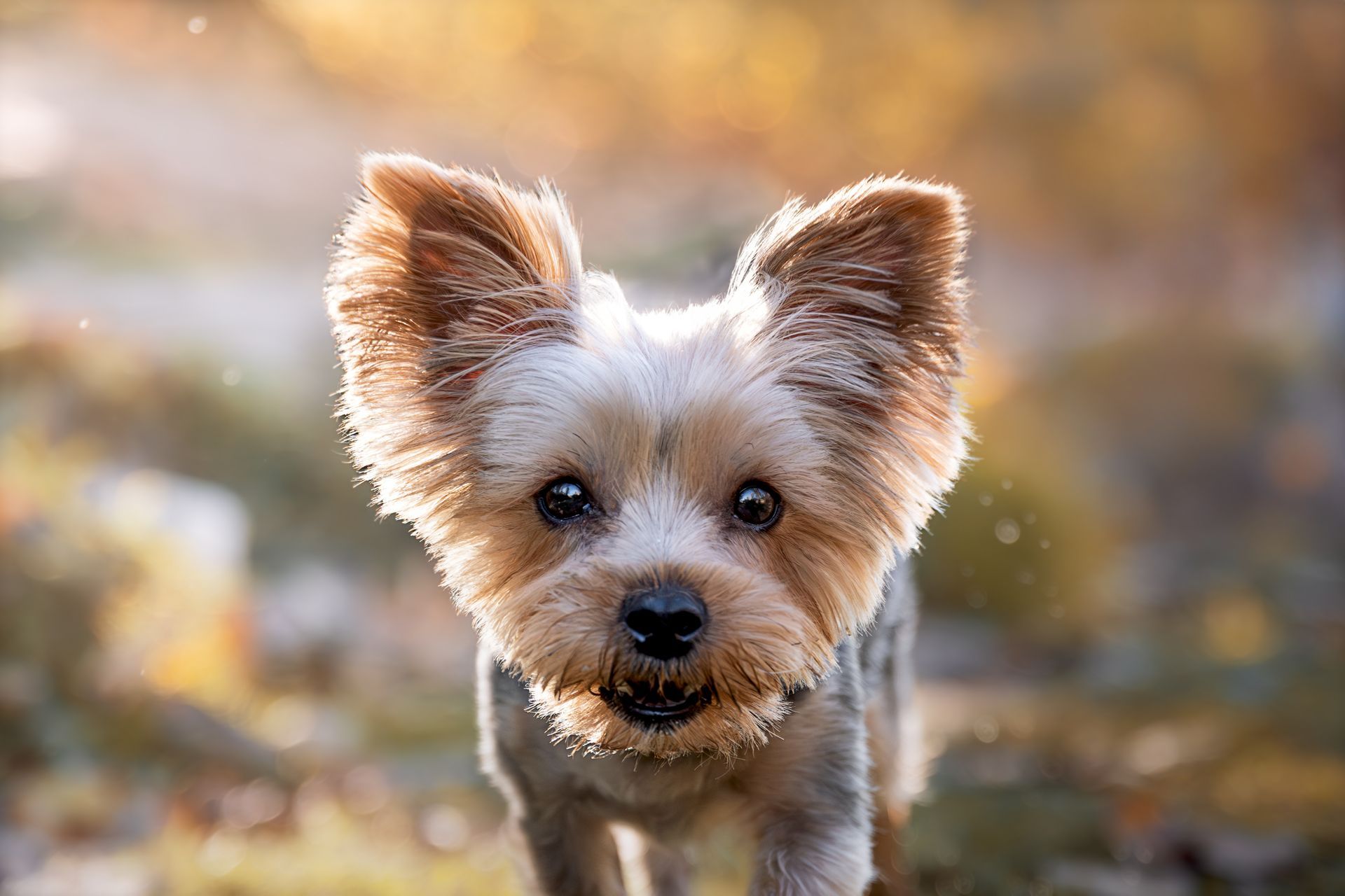 Alberta dog photographer, dog photos in calgary, dog photographer near me