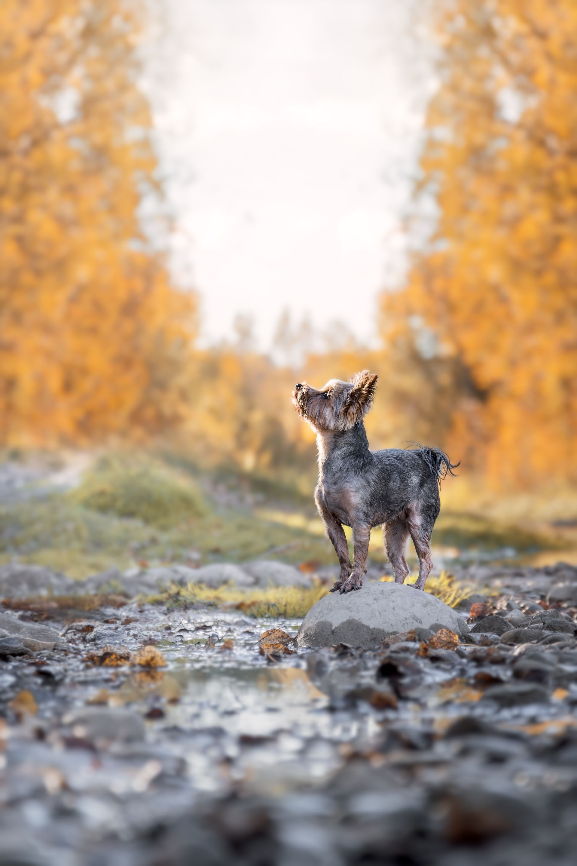 Calgary dog photographer, dog photo sessions near me, alberta dog photographer