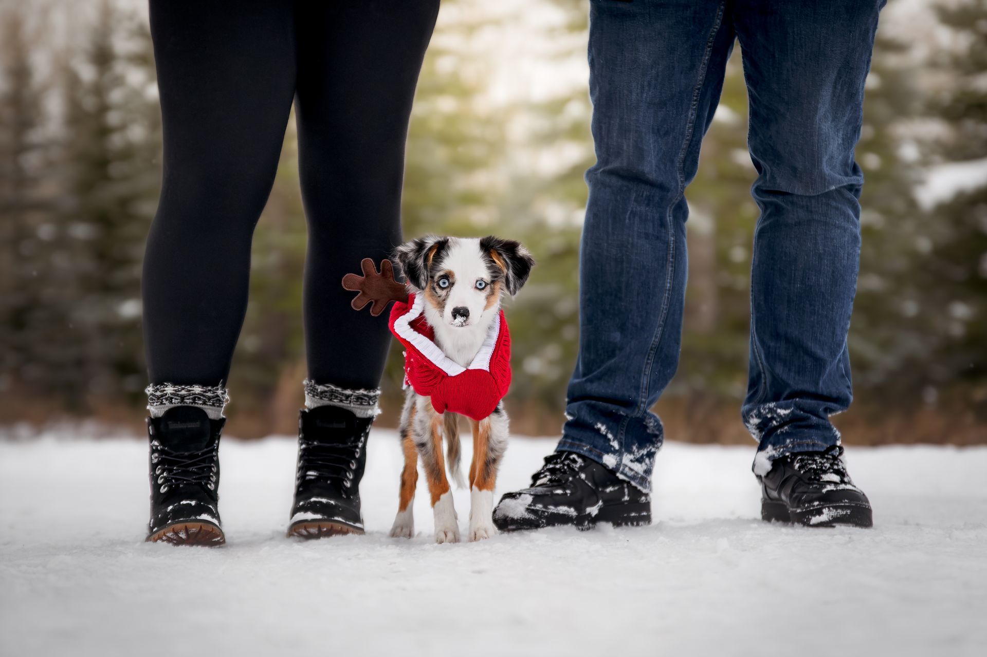 dog photographer calgary, holiday dog photos calgary, calgary dog photos, alberta dog photographer