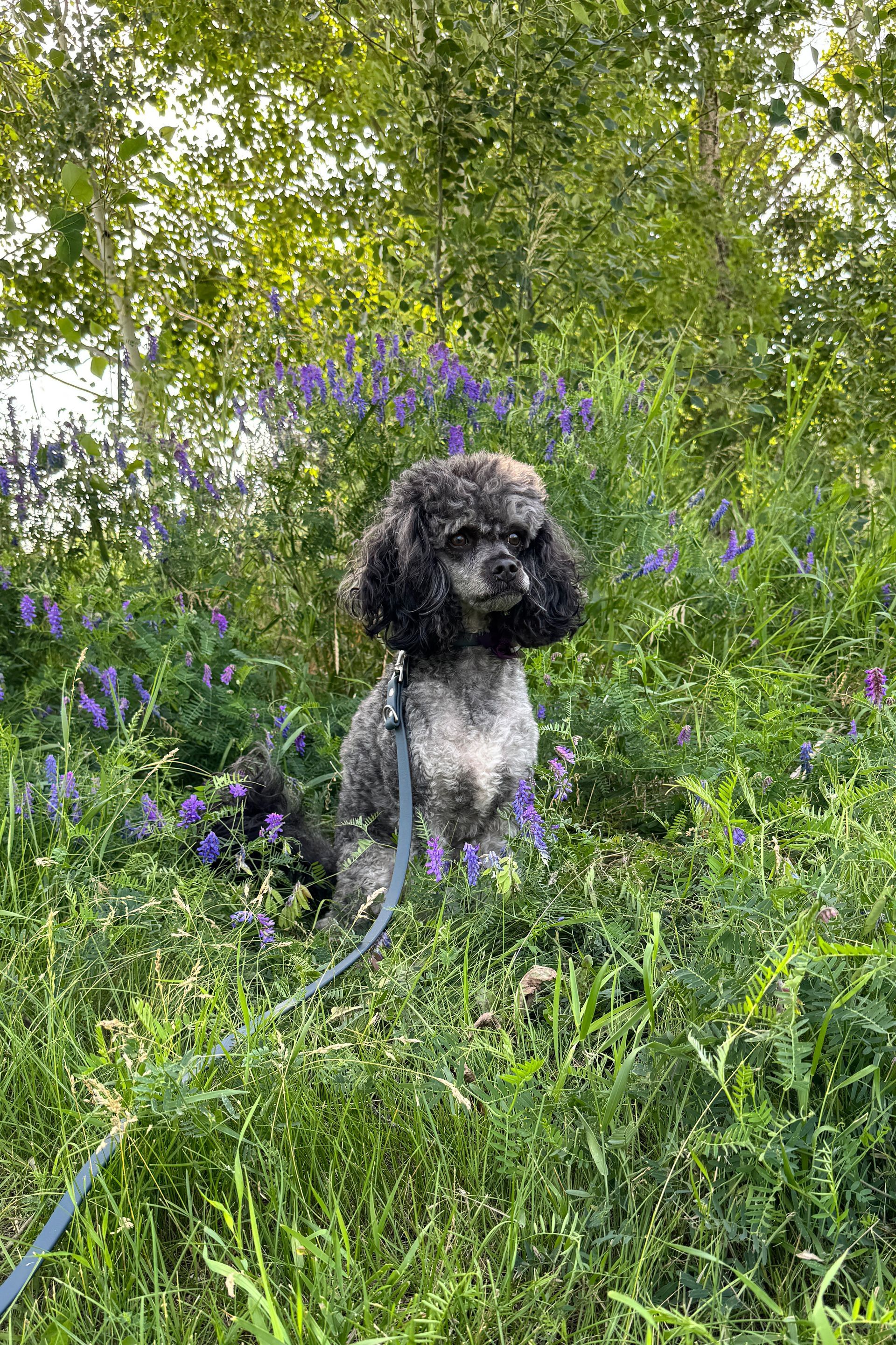 Alberta Dog Photo