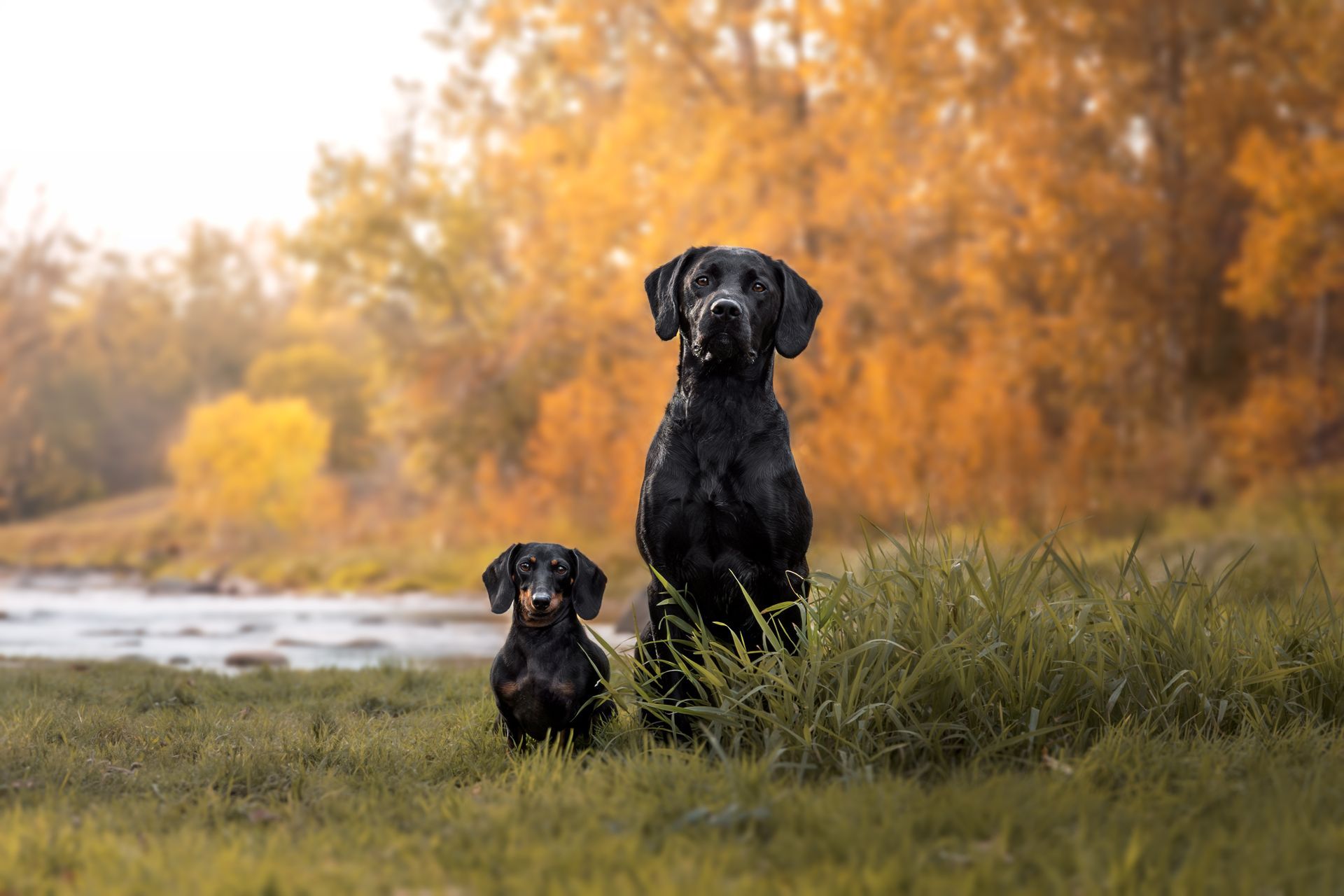 Calgary dog photographer. dog photographer in Calgary