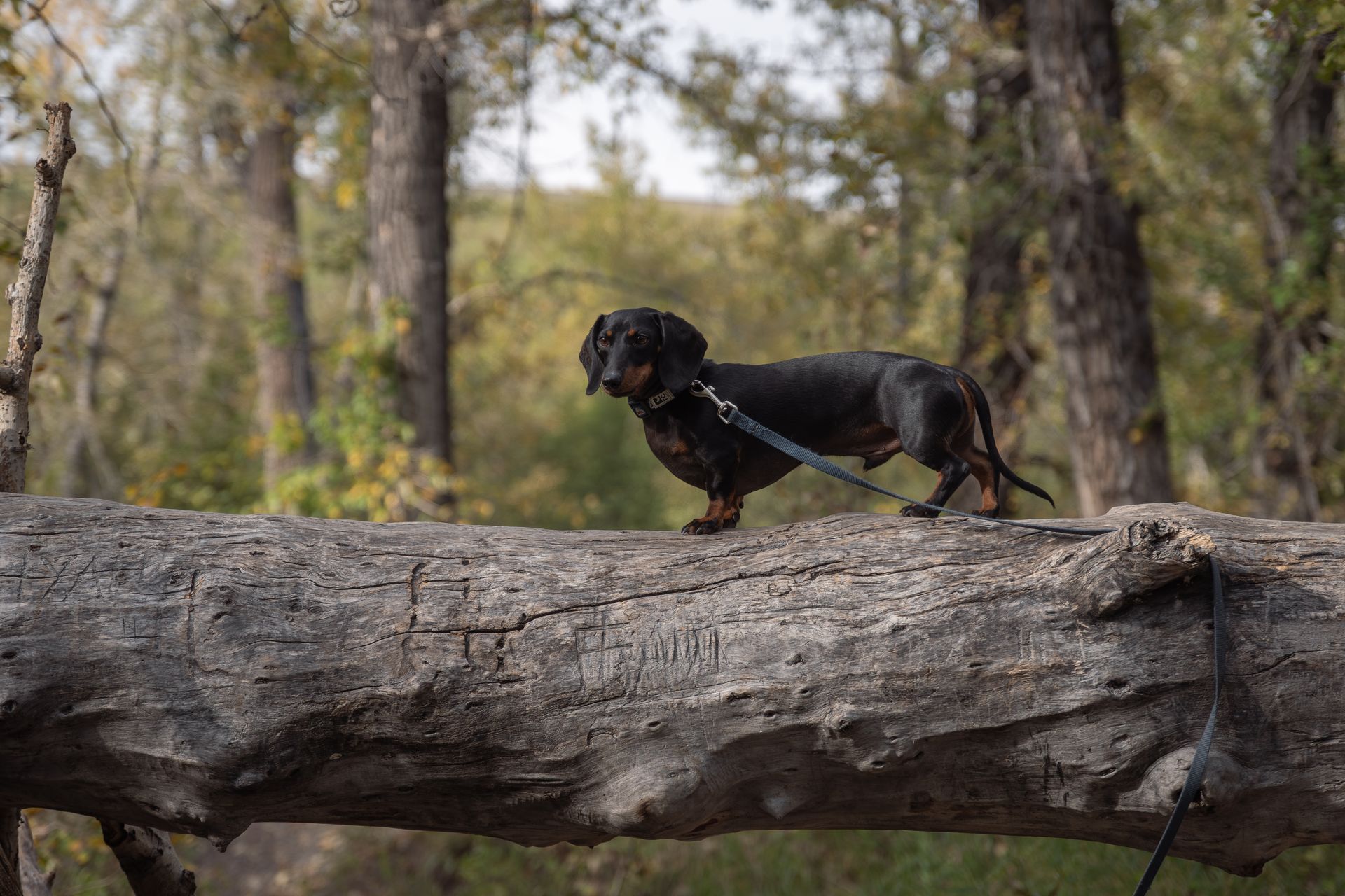 Dog photographer in Alberta, Alberta dog photographer. Dog photographer near me