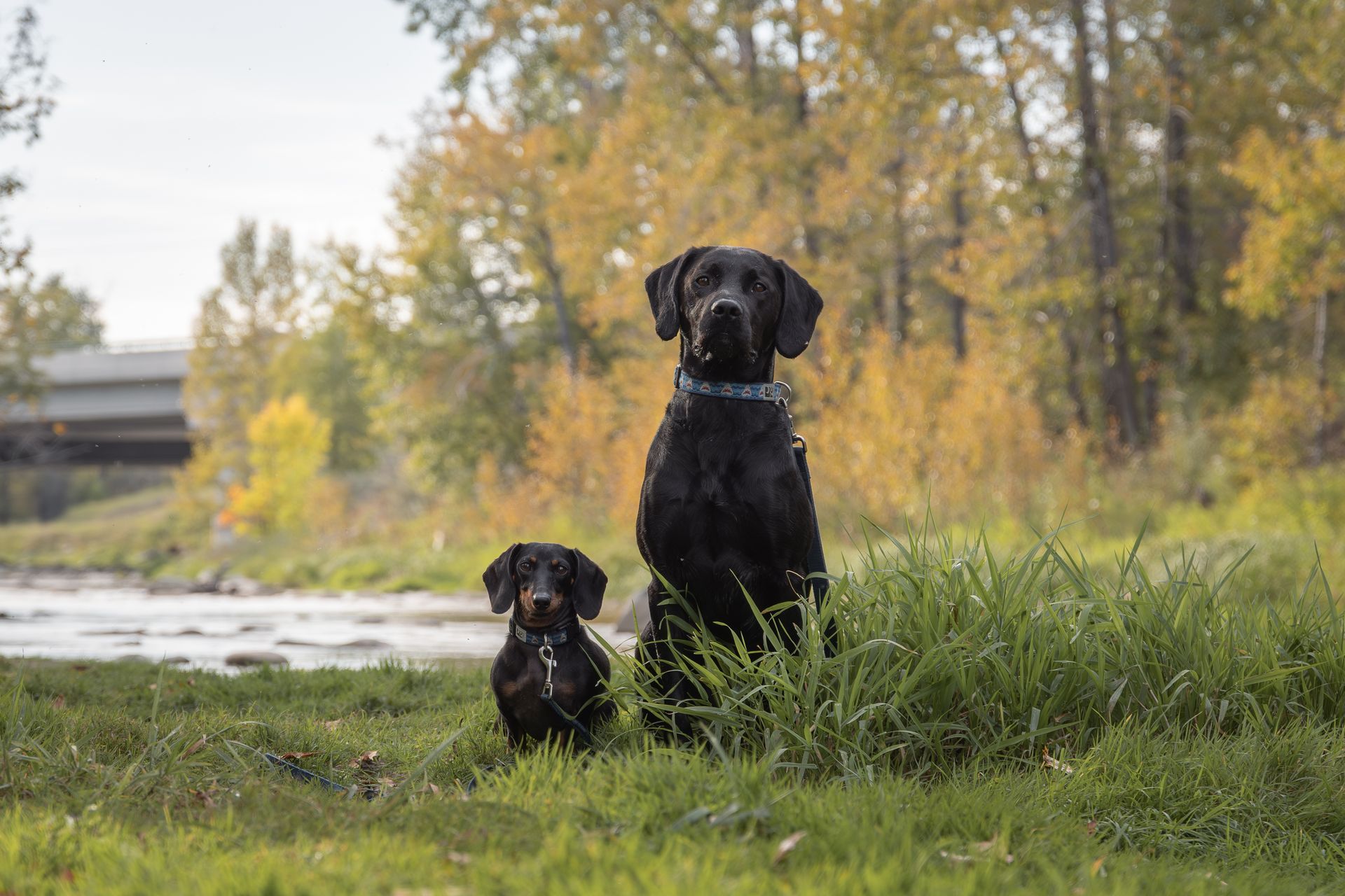 Dog photographer in Alberta, Alberta dog photographer. Dog photographer near me