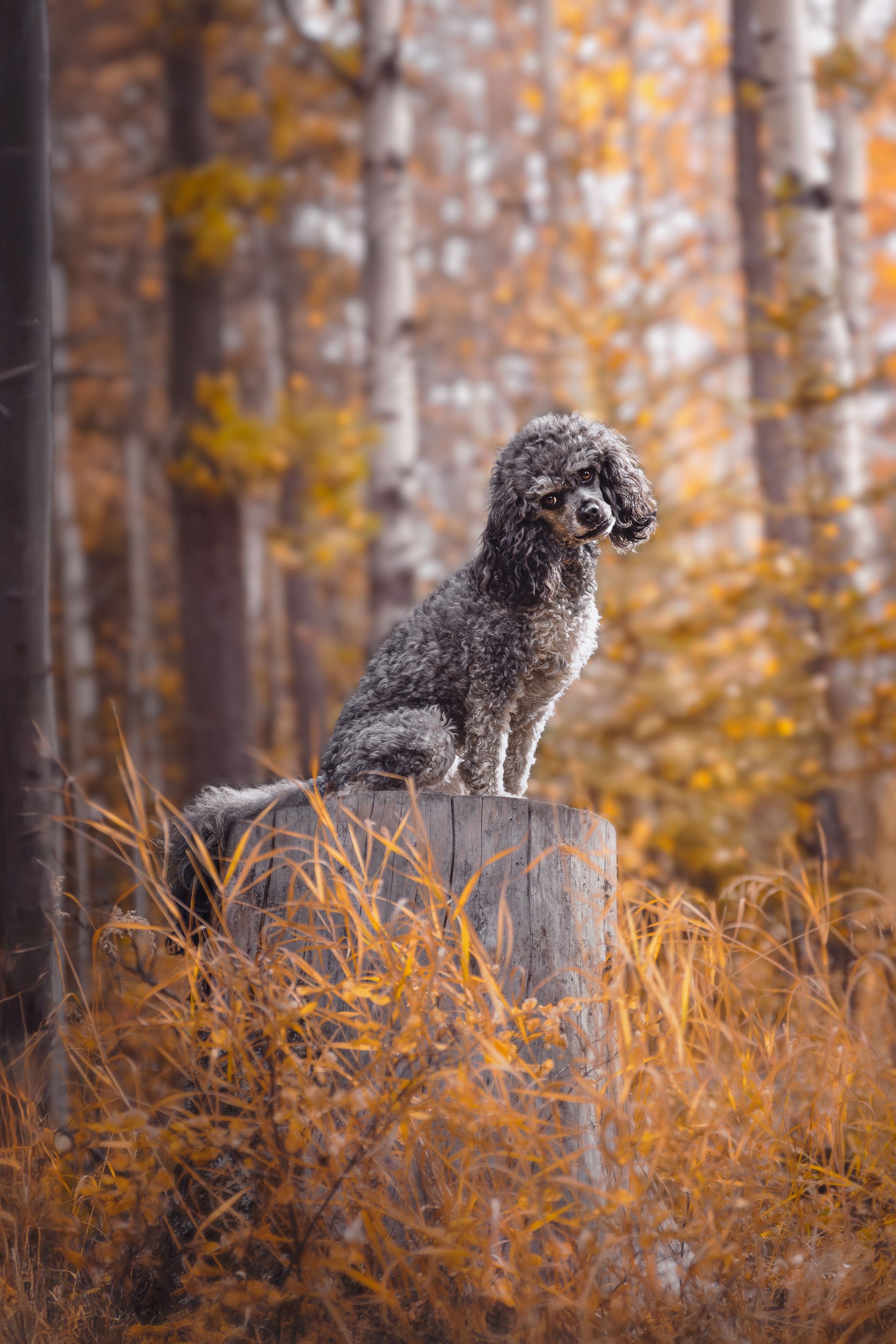 Small dog sitting on a log outdoors in Sundre, Alberta, captured during a professional dog photography session.