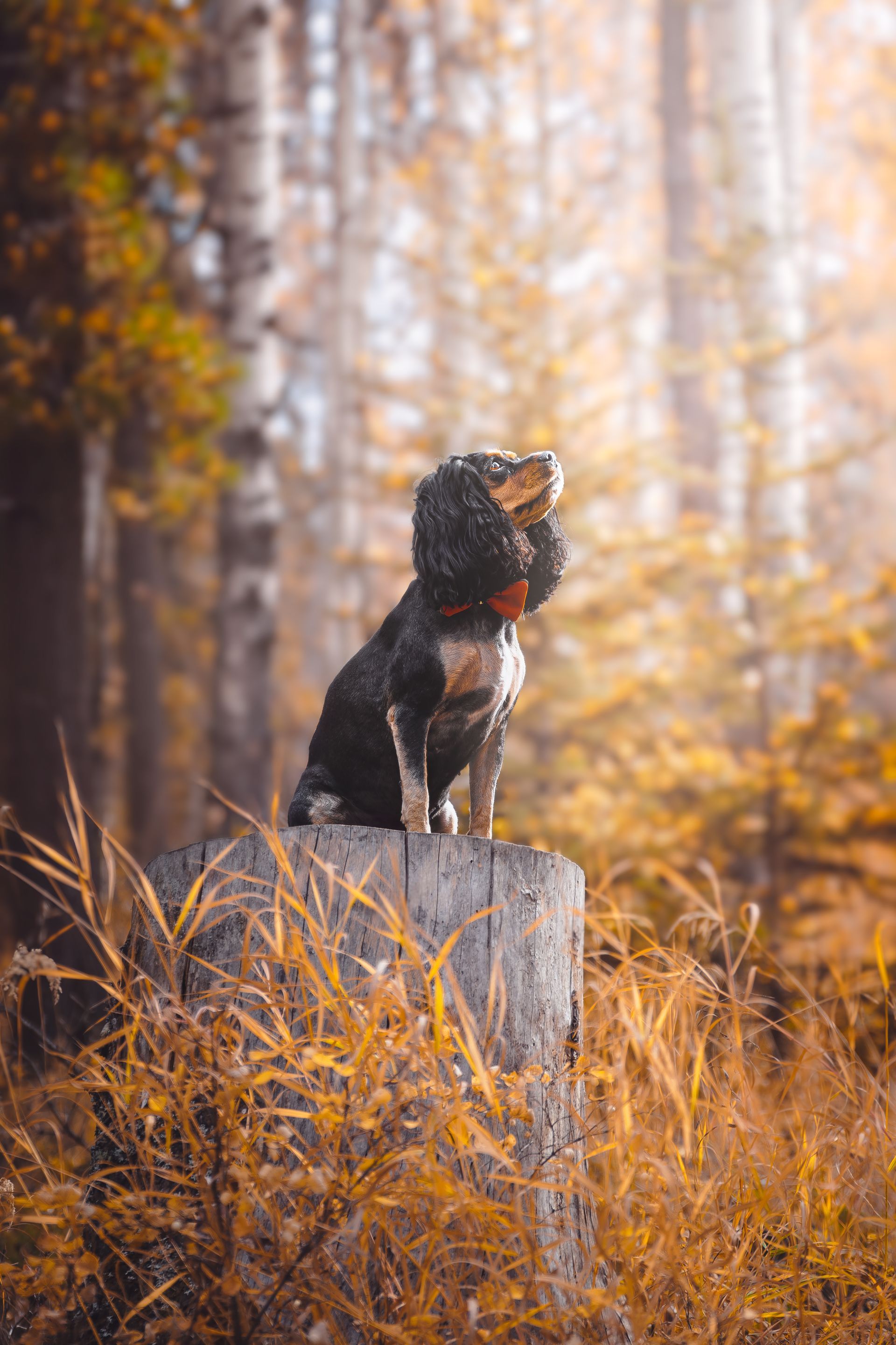 Small dog sitting on a log outdoors in Sundre, Alberta, captured during a professional dog photography session.