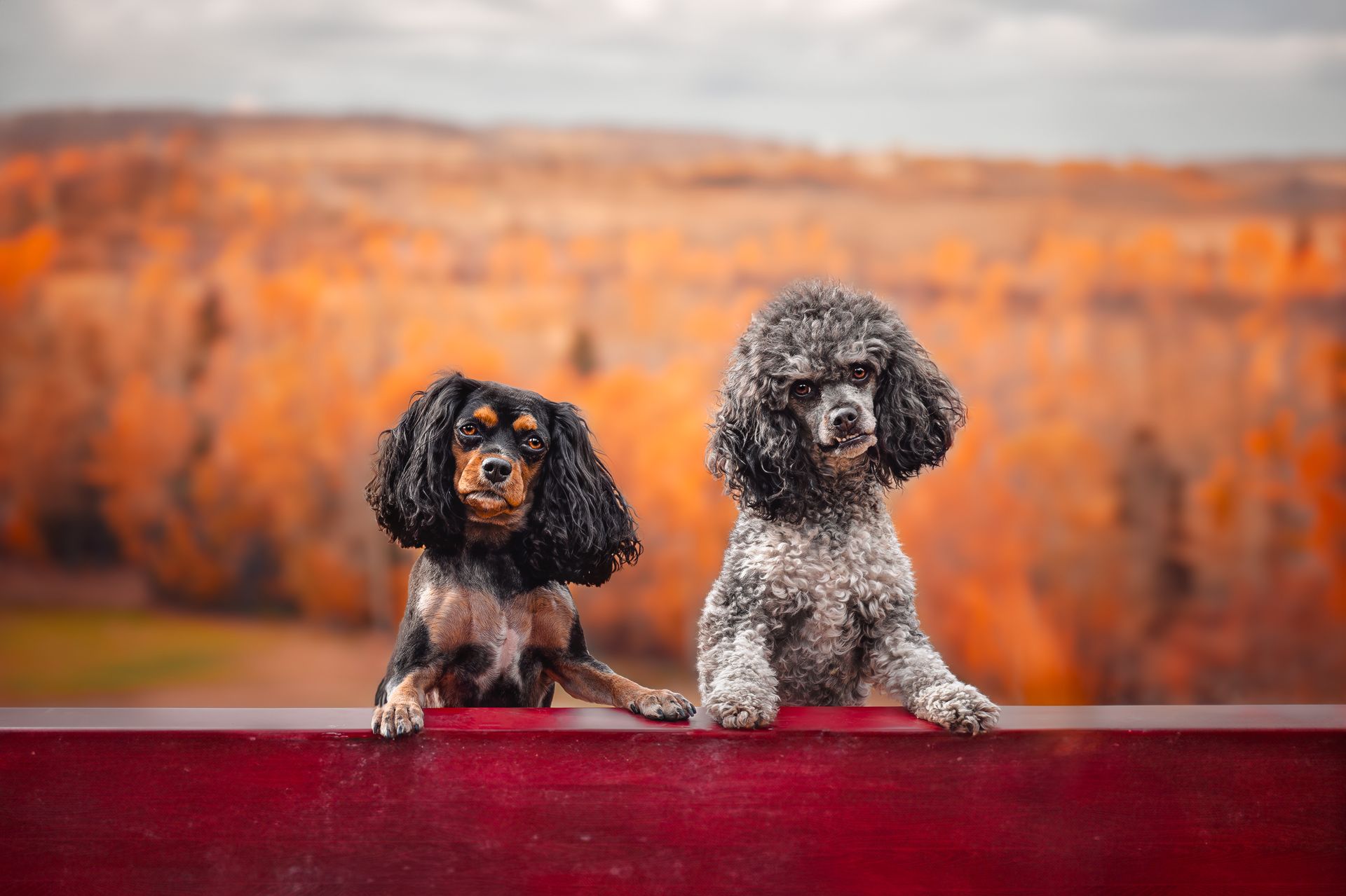 Two dogs sitting side by side on a bench in Sundre, Alberta, during a professional dog photography session.