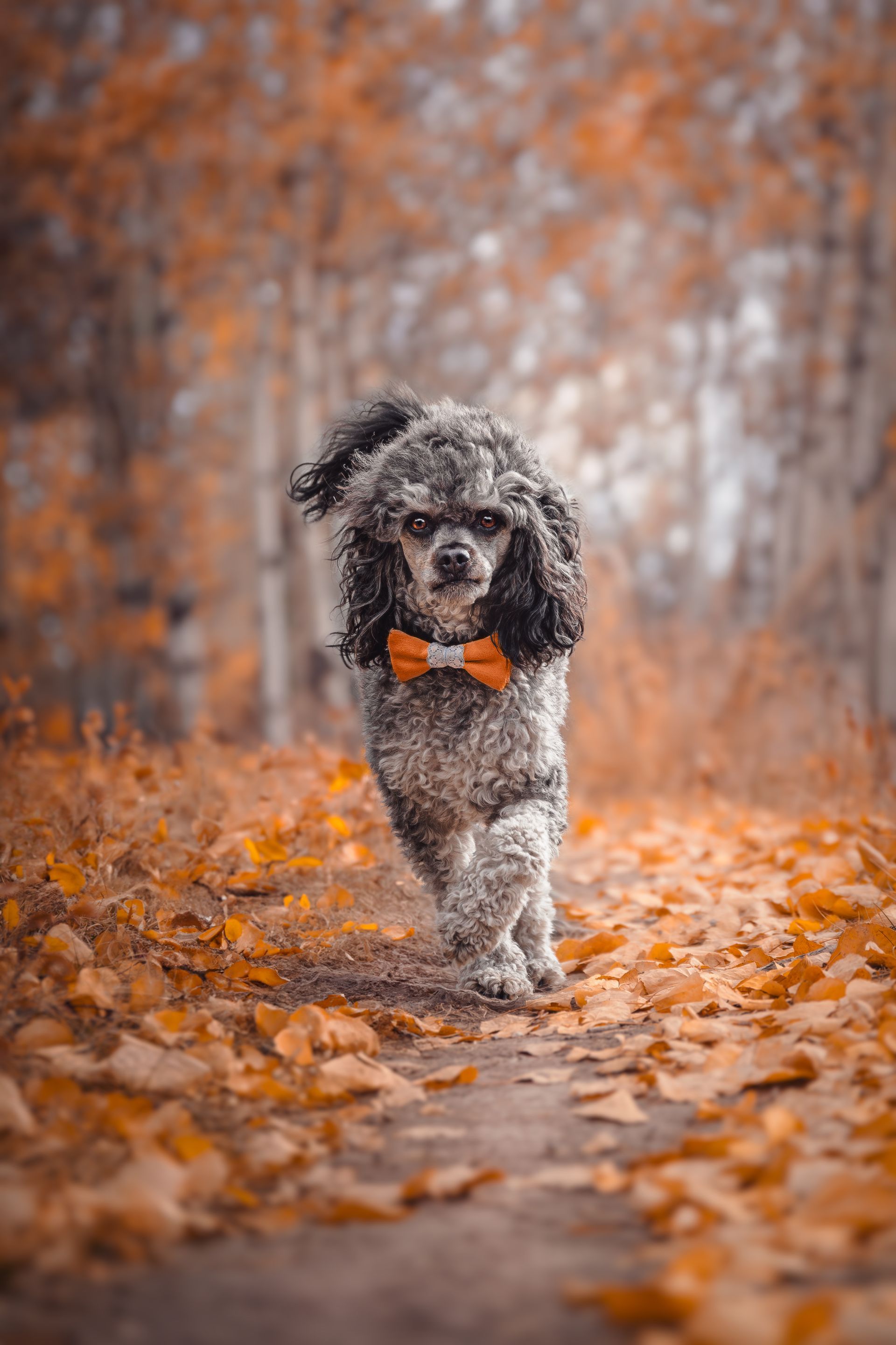 Small dog walking through golden autumn leaves in Sundre, Alberta, captured during a professional dog photography session.