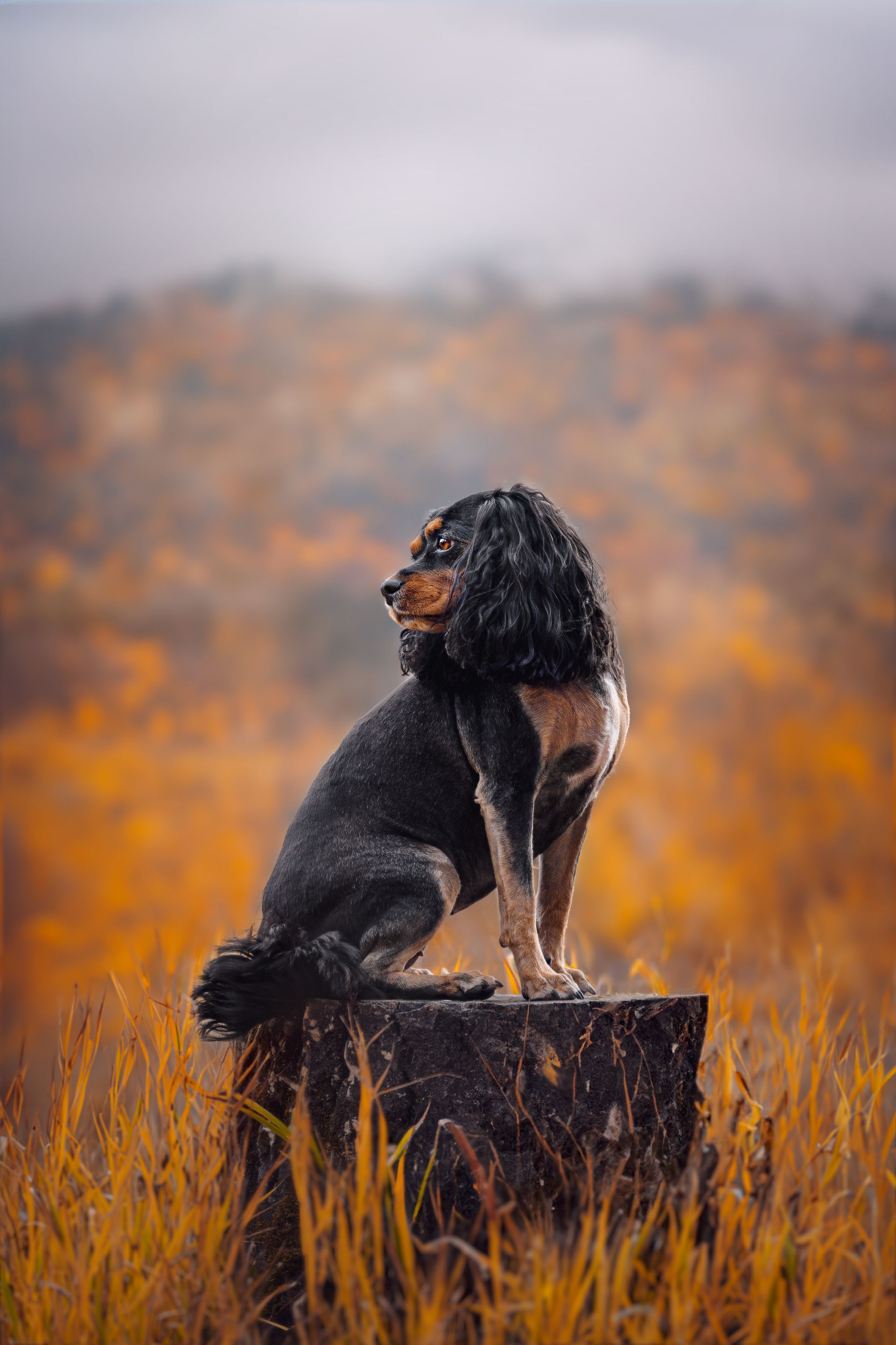 Small dog sitting on a log outdoors in Sundre, Alberta, captured during a professional dog photography session.