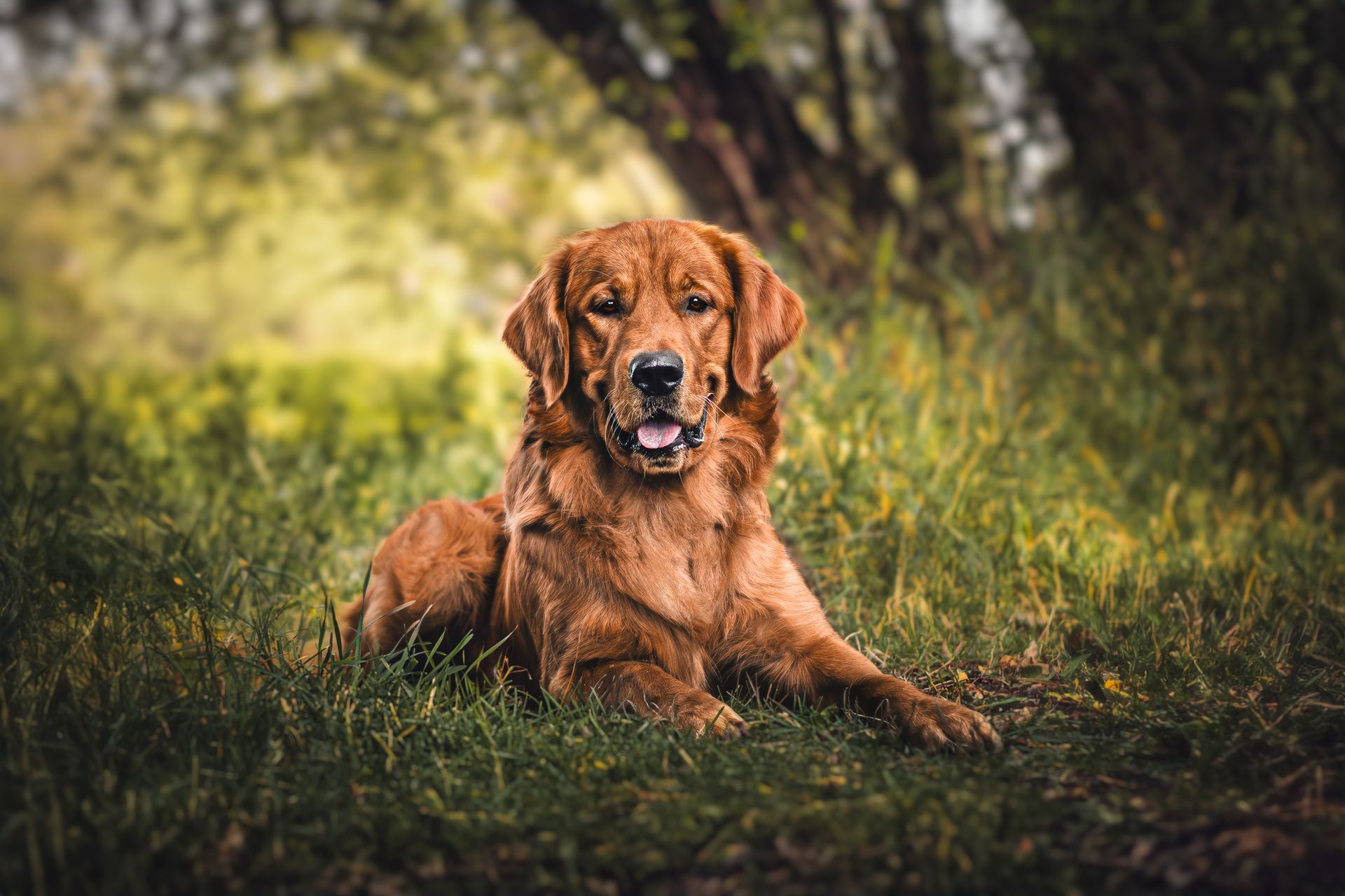Golden Retriever laying down at Carburn Park, Calgary, during a professional dog photography session.
