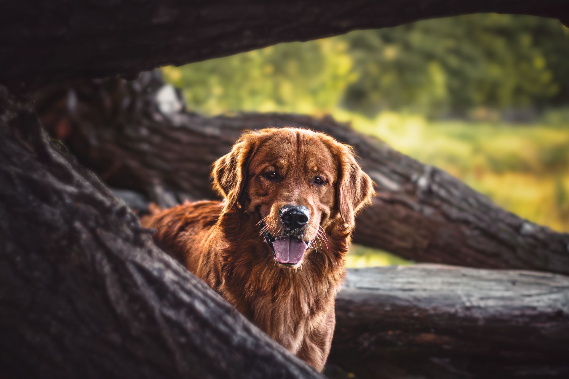 Golden Retriever peeking out from behind a log at Carburn Park, Calgary, during a professional dog photography session.