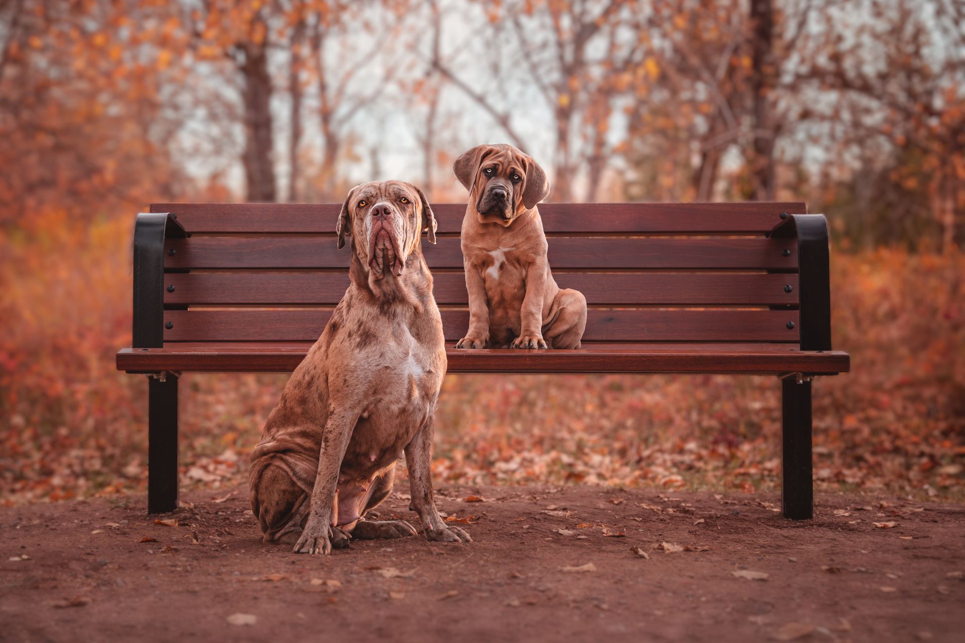 Puppy and dog sitting on a bench at Fish Creek Park, Calgary, during a dog photography session.
