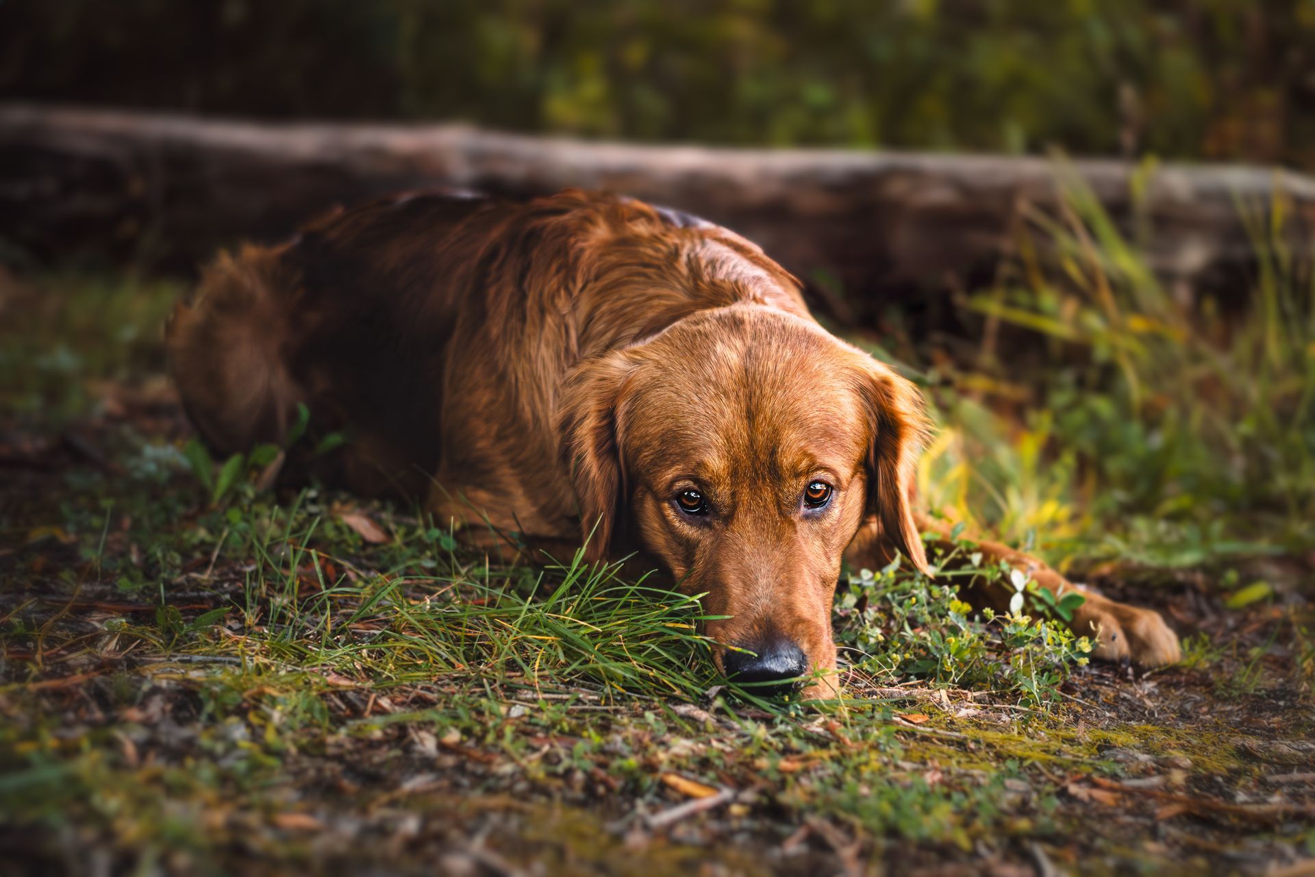 Golden Retriever laying down and looking up at Carburn Park, Calgary, during a professional dog photography session.