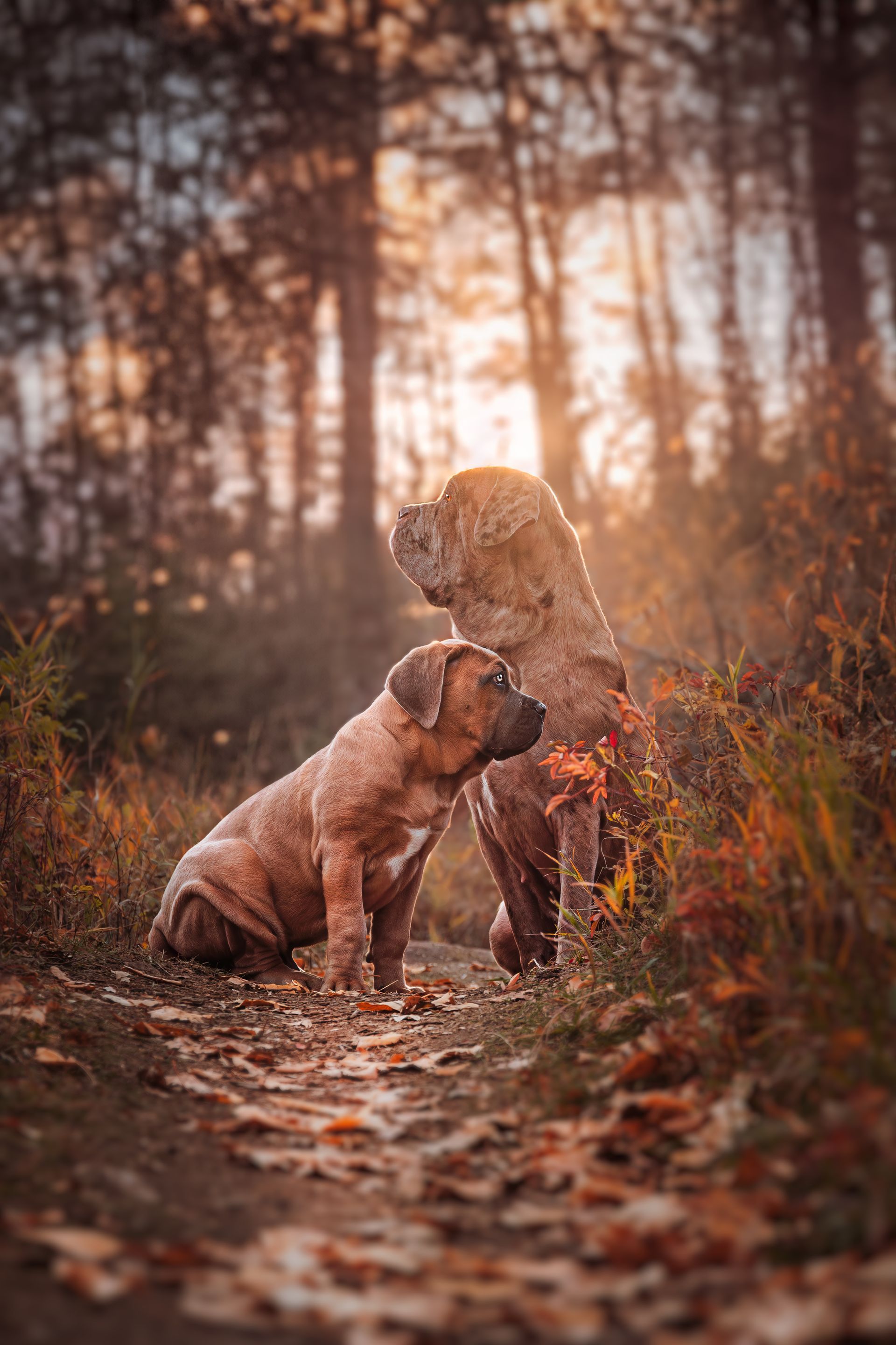 Two dogs sitting looking in opposite directions during golden hour at Fish Creek Park, Calgary, captured in dog photography.