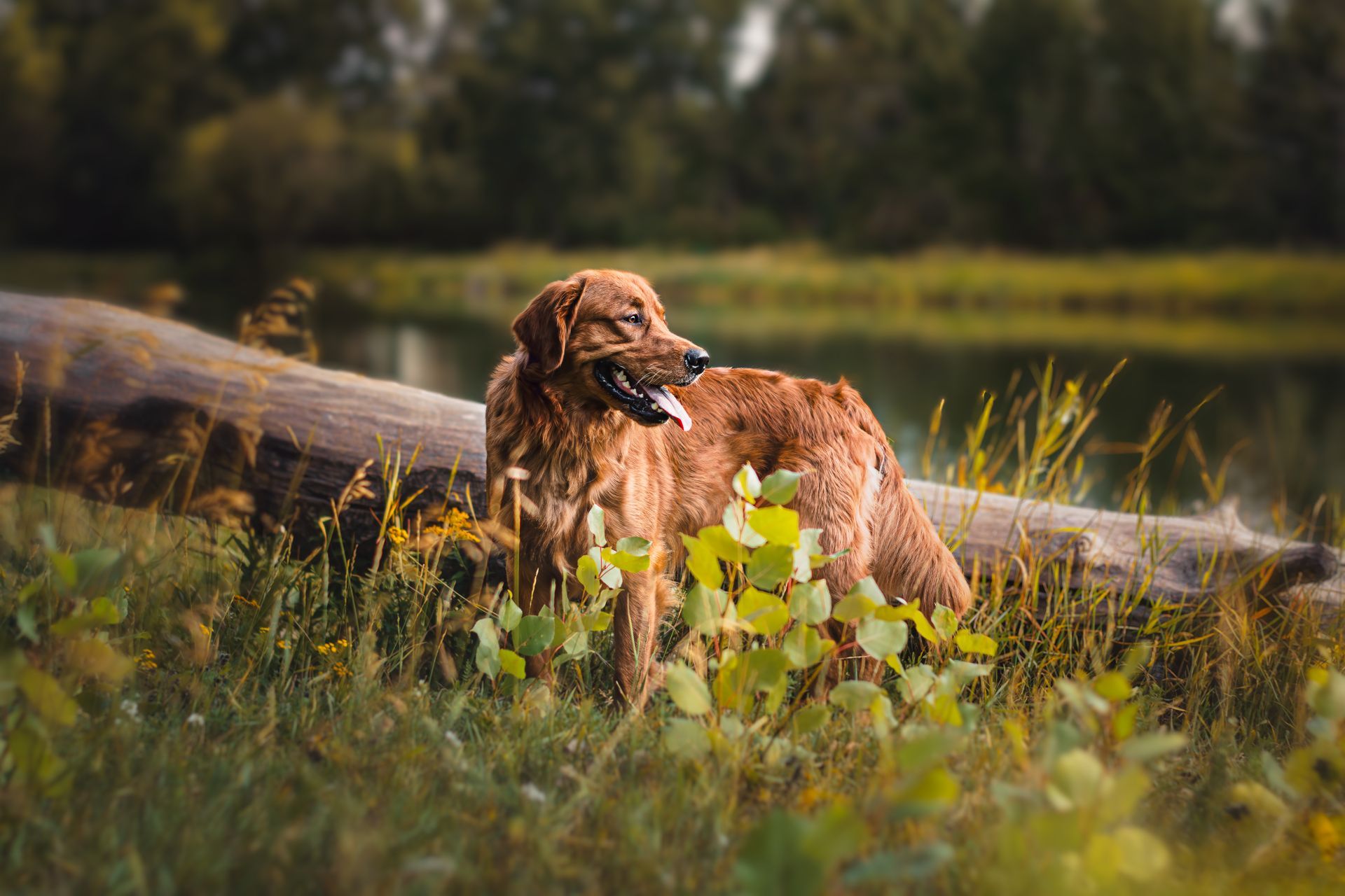 Golden Retriever standing beside a log in Carburn Park, Calgary, during a professional dog photography session