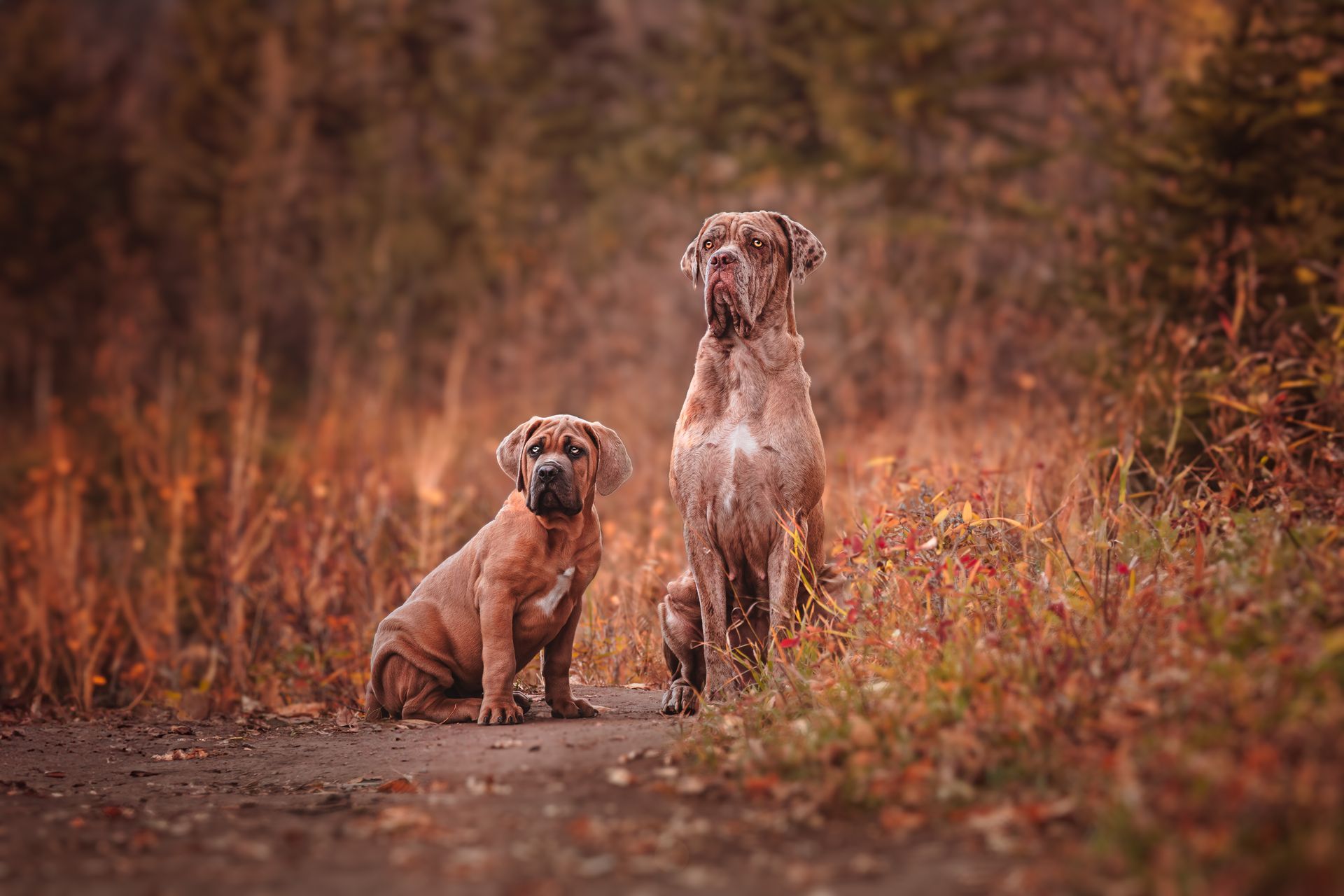 Puppy and dog sitting side by side looking outward at Fish Creek Park, Calgary, during a dog photography session.