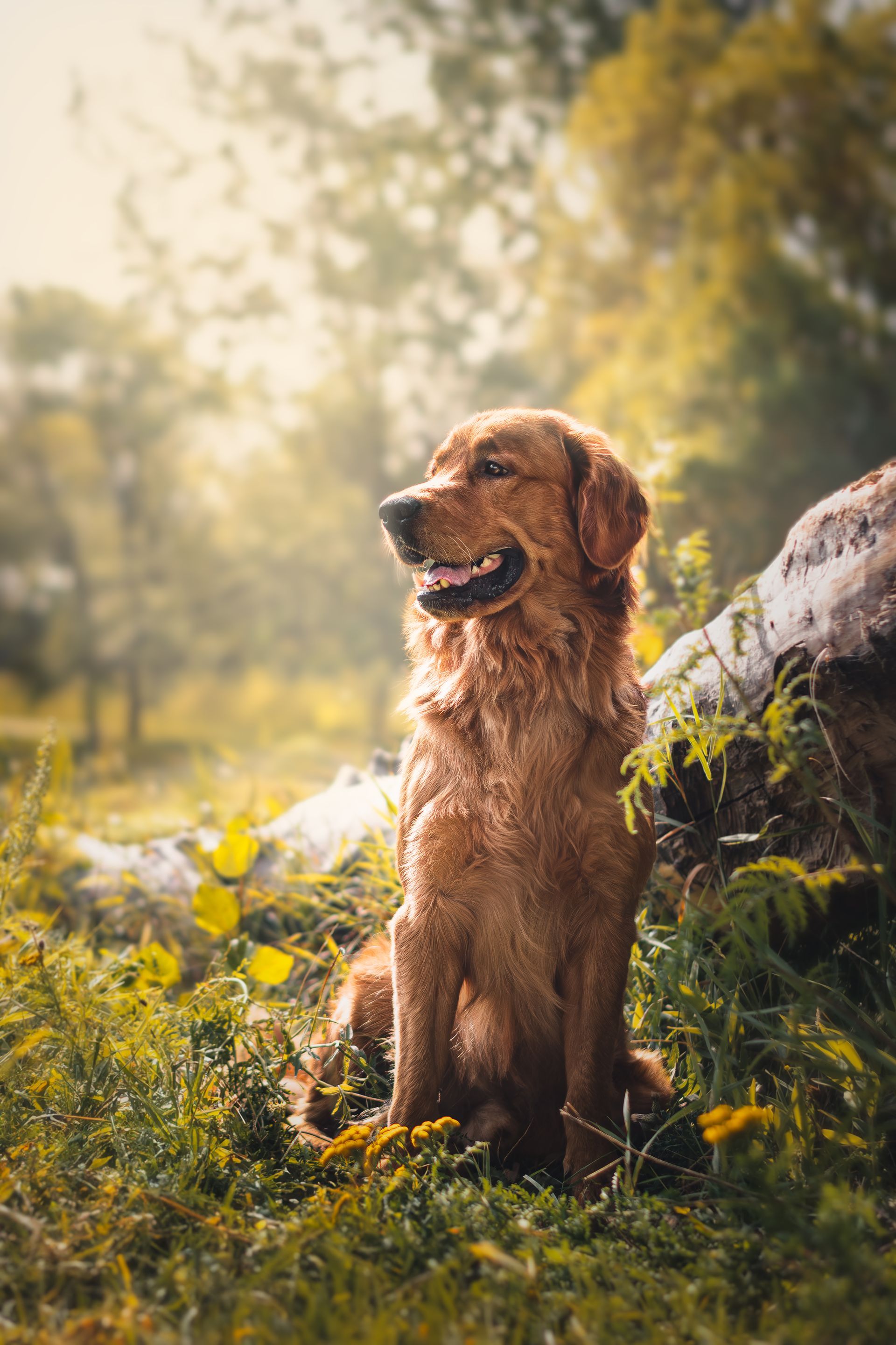 Golden Retriever sitting and looking out at Carburn Park, Calgary, during a professional dog photography session.