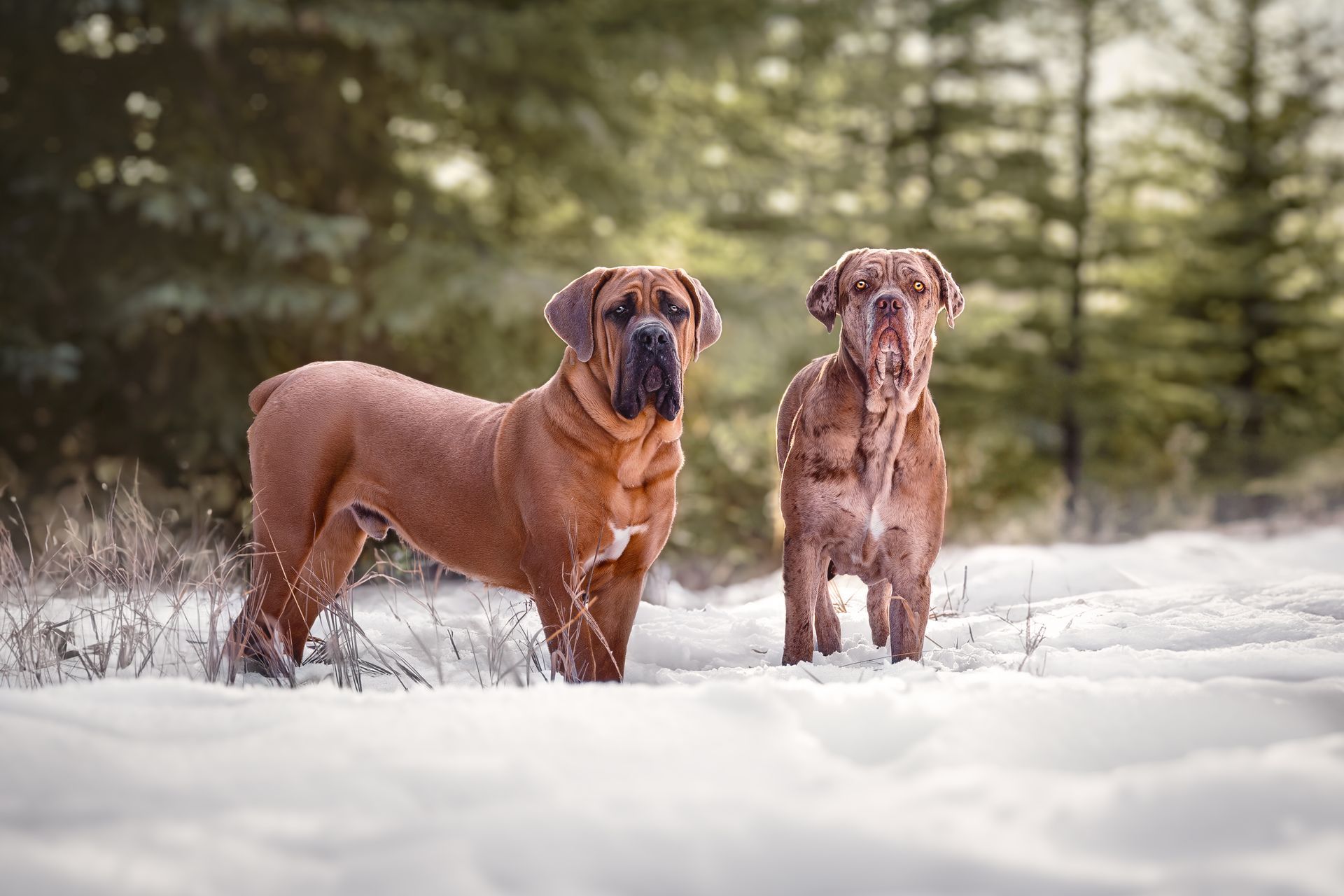 Two Mastiffs looking in the snow at Fish Creek Park, Calgary, Alberta