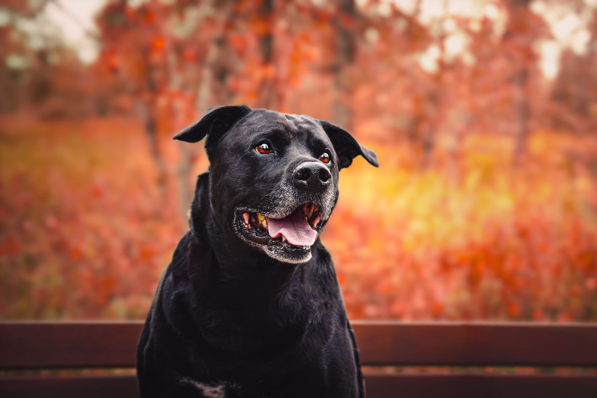 Close-up portrait of a dog during a professional dog photography session at Fish Creek Park, Calgary.