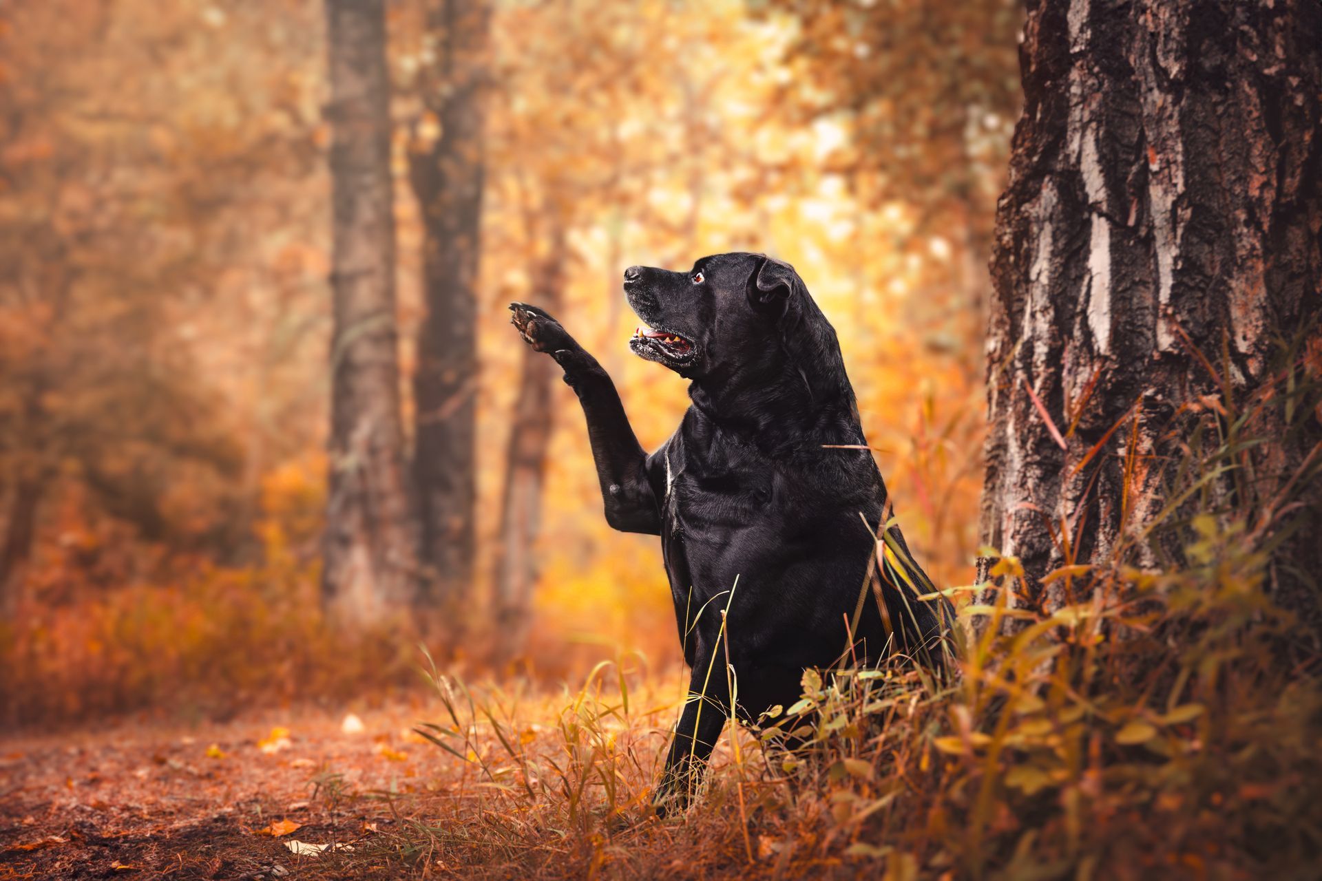 Dog lifting paw during a professional dog photography session at Fish Creek Park, Calgary.