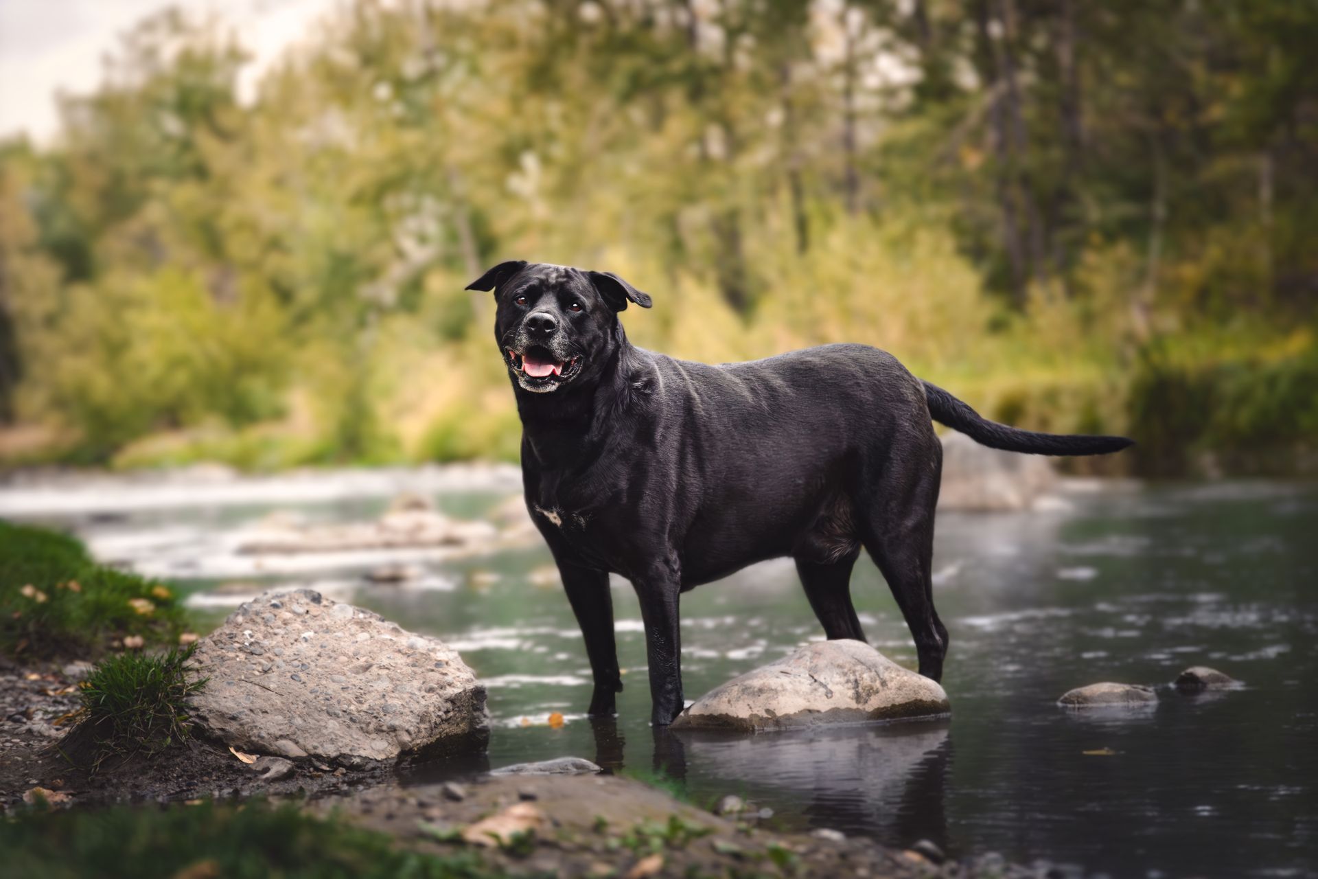 Dog standing in water looking at the photographer at Fish Creek Park, Calgary, during a professional dog photography session