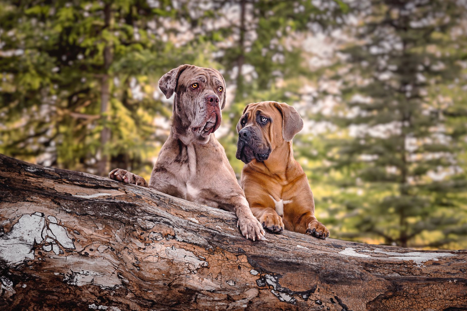 Composite of two dogs edited for better expressions
