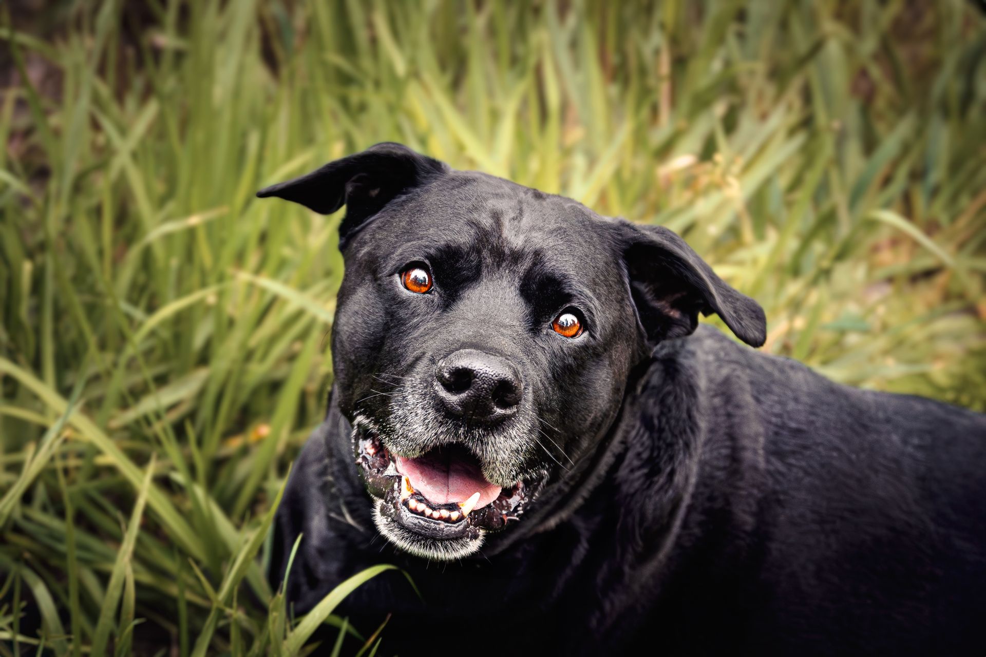 Dog looking up at photographer at Fish Creek Park, Calgary, during a professional dog photography session.