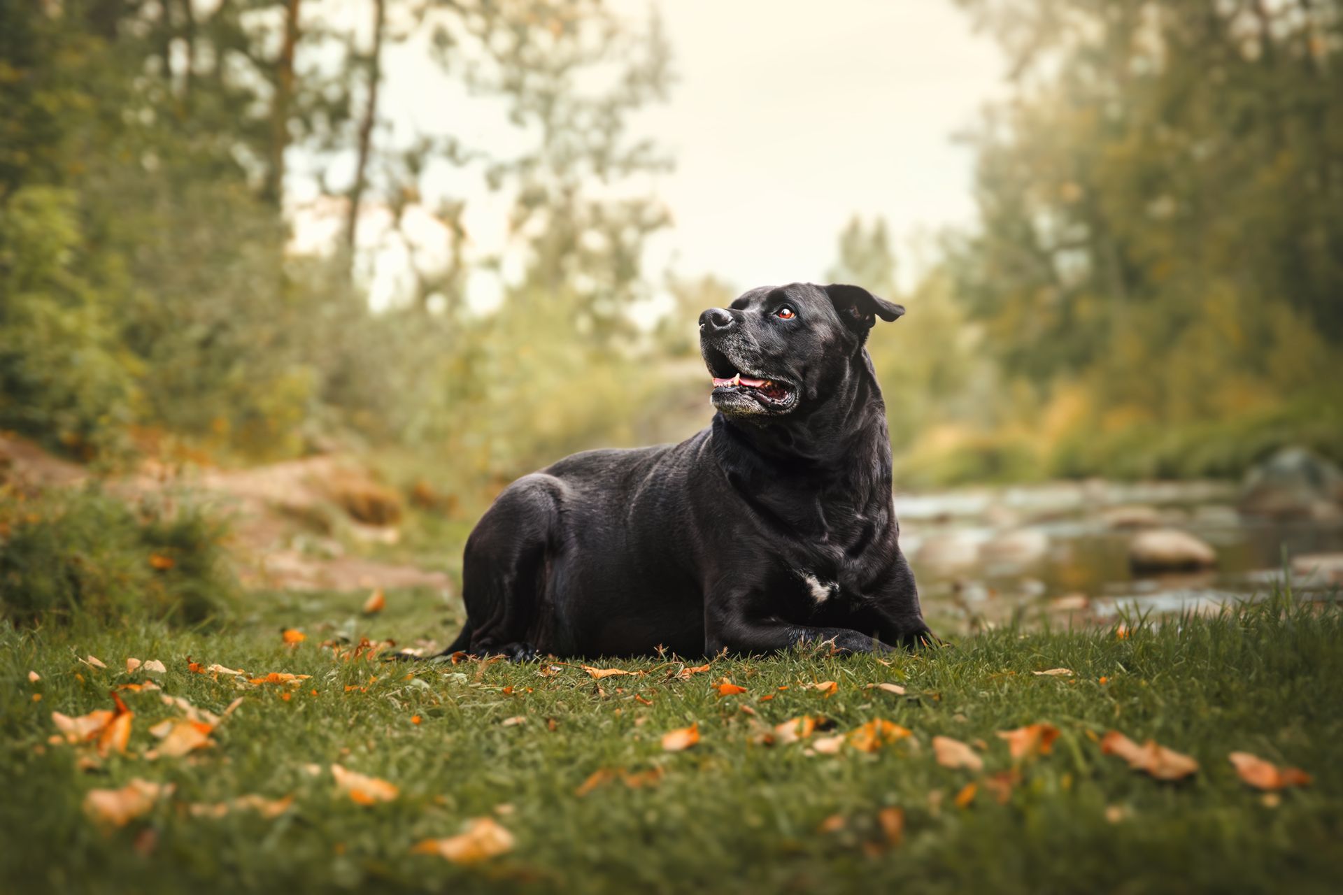 Dog laying down looking up to the left during a professional dog photography session.
