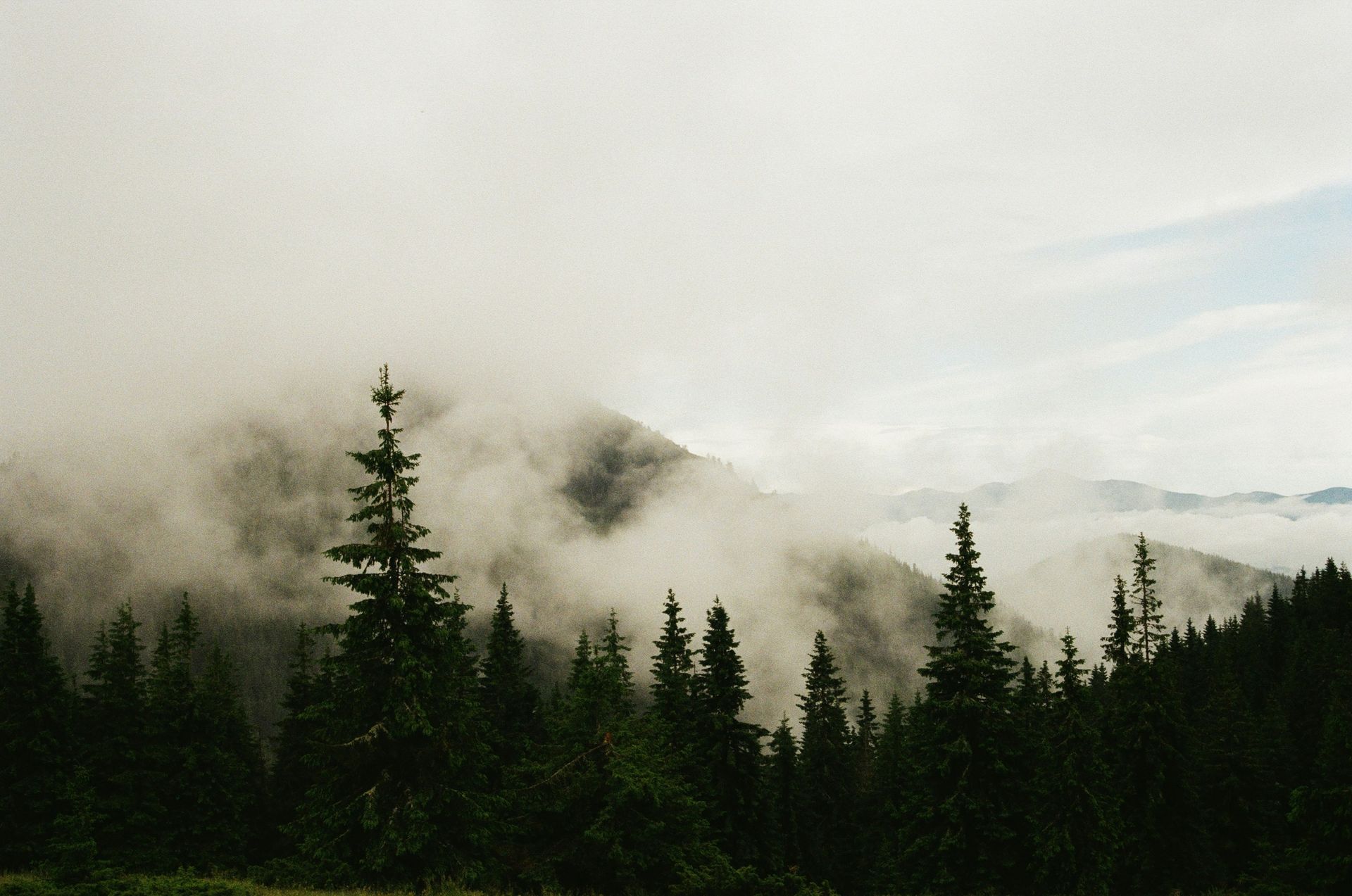 A foggy forest with trees and mountains in the background