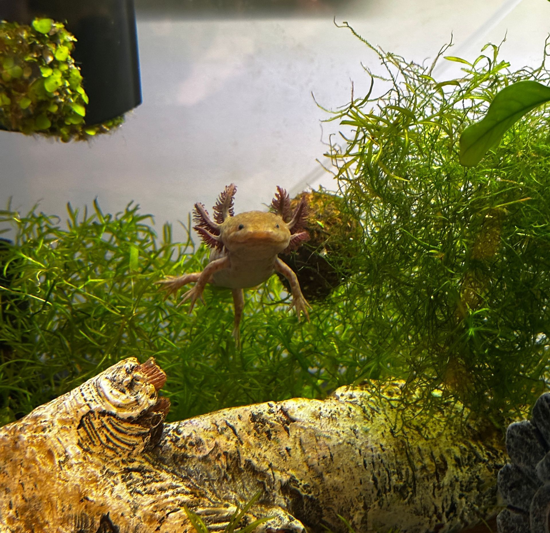 A small axolotl is swimming in a tank of water