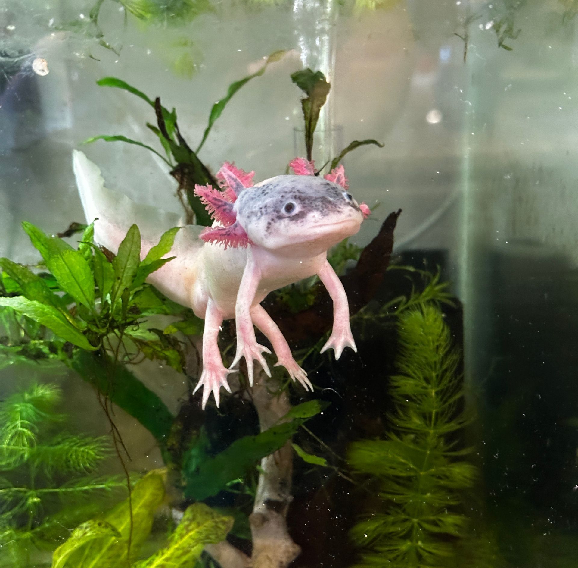 An axolotl is swimming in a tank surrounded by plants