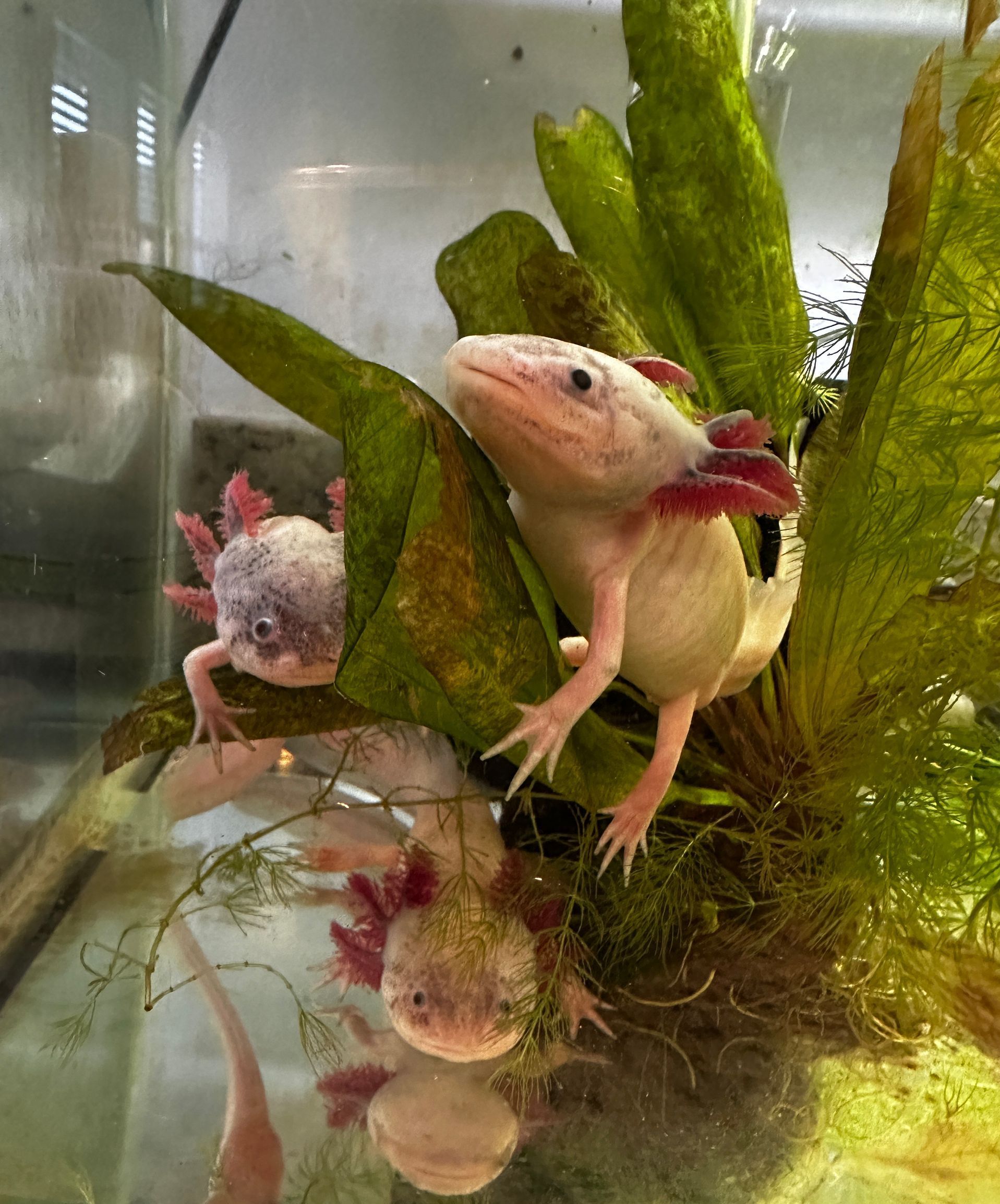 Two axolotls are sitting on a leaf in a tank.