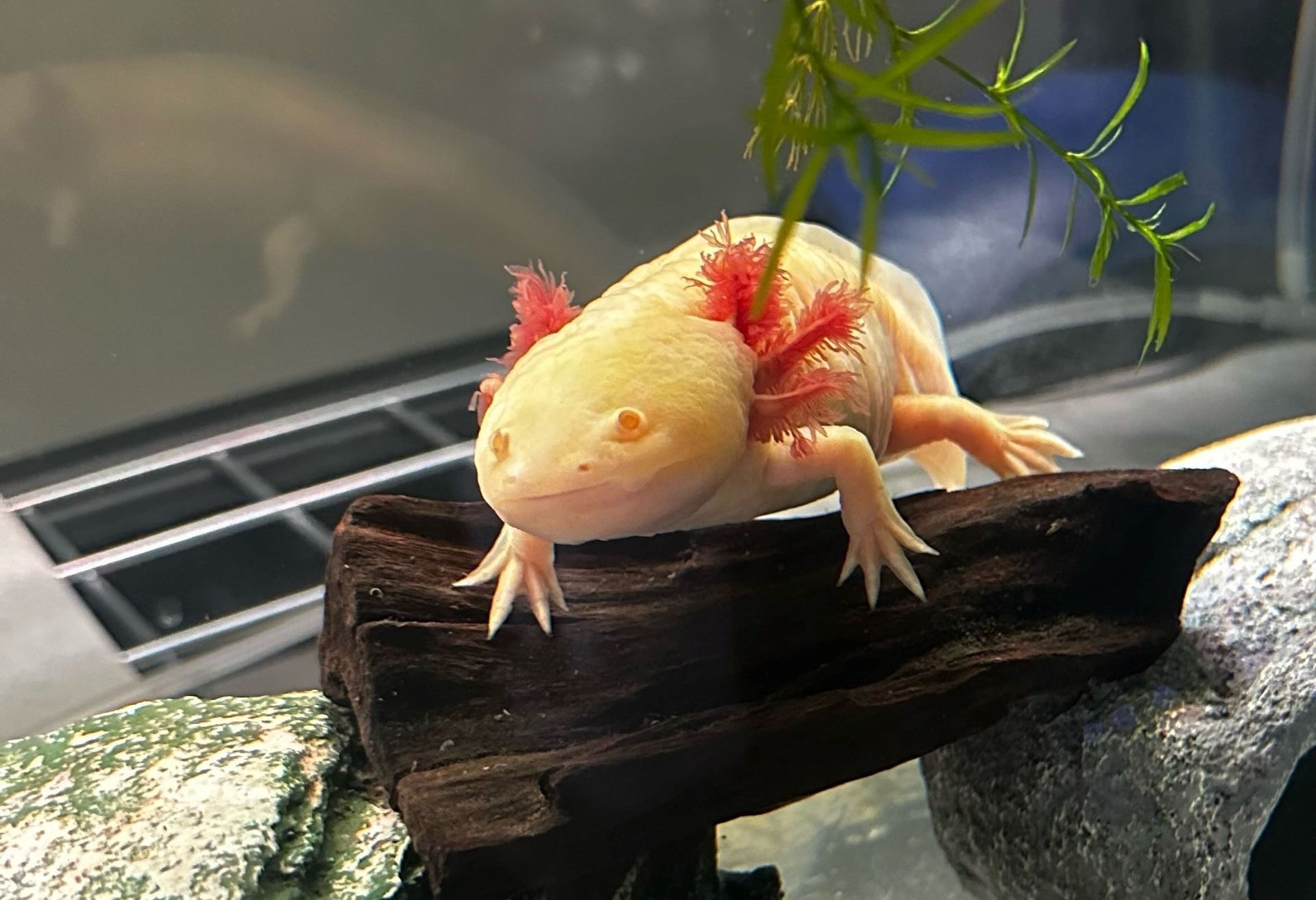Golden albino axolotl