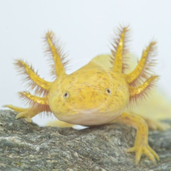 A small yellow lizard is sitting on a rock