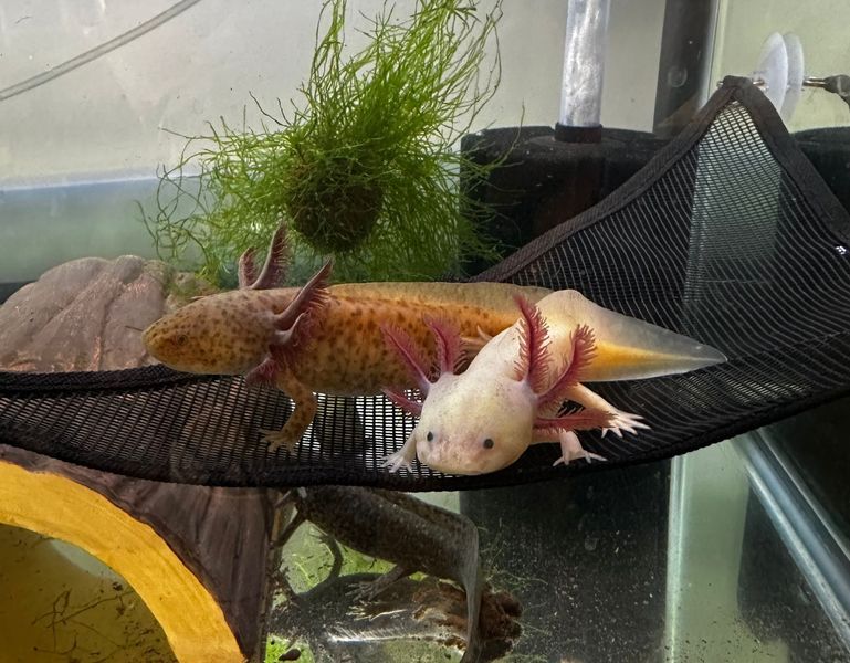 Two axolotls are sitting on a hammock in a tank