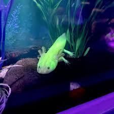 A glow in the dark axolotl is swimming in a tank