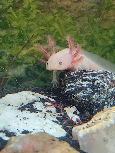 A pink axolotl is sitting on a rock in a tank m