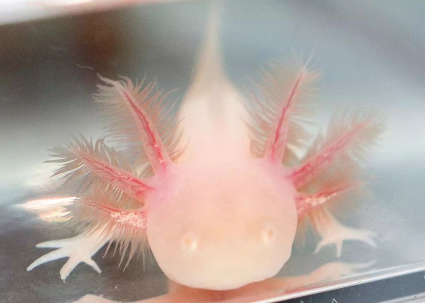 A close up of an axolotl in a plastic container