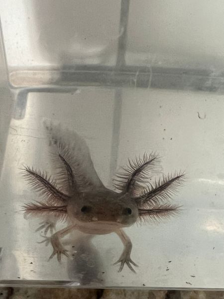 A small axolotl is swimming in a tank of water