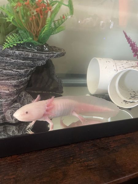 A pink axolotl is swimming in a tank with plants